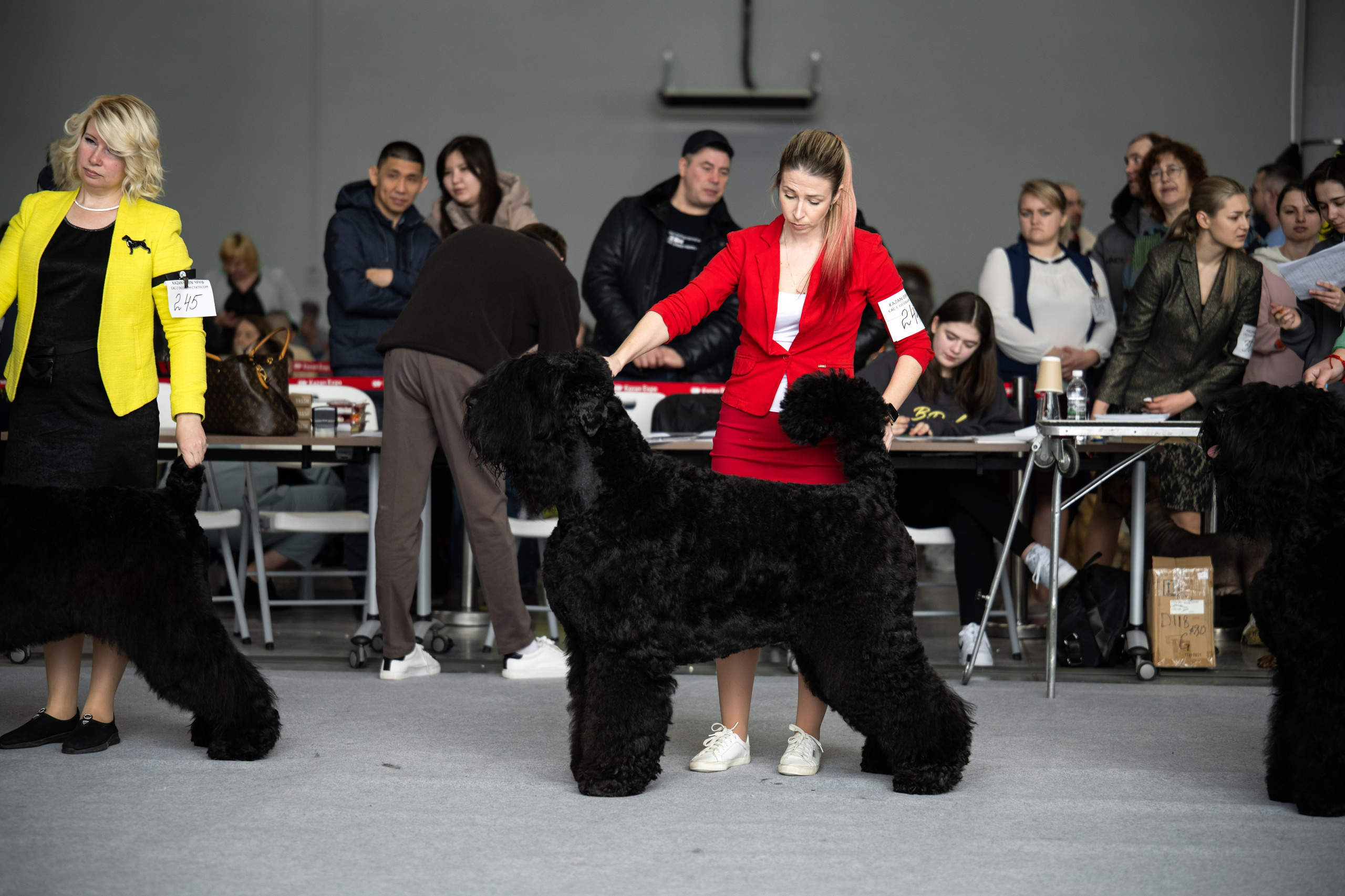 Собаки. FASHION ФОТОГРАФ КАЗАНЬ