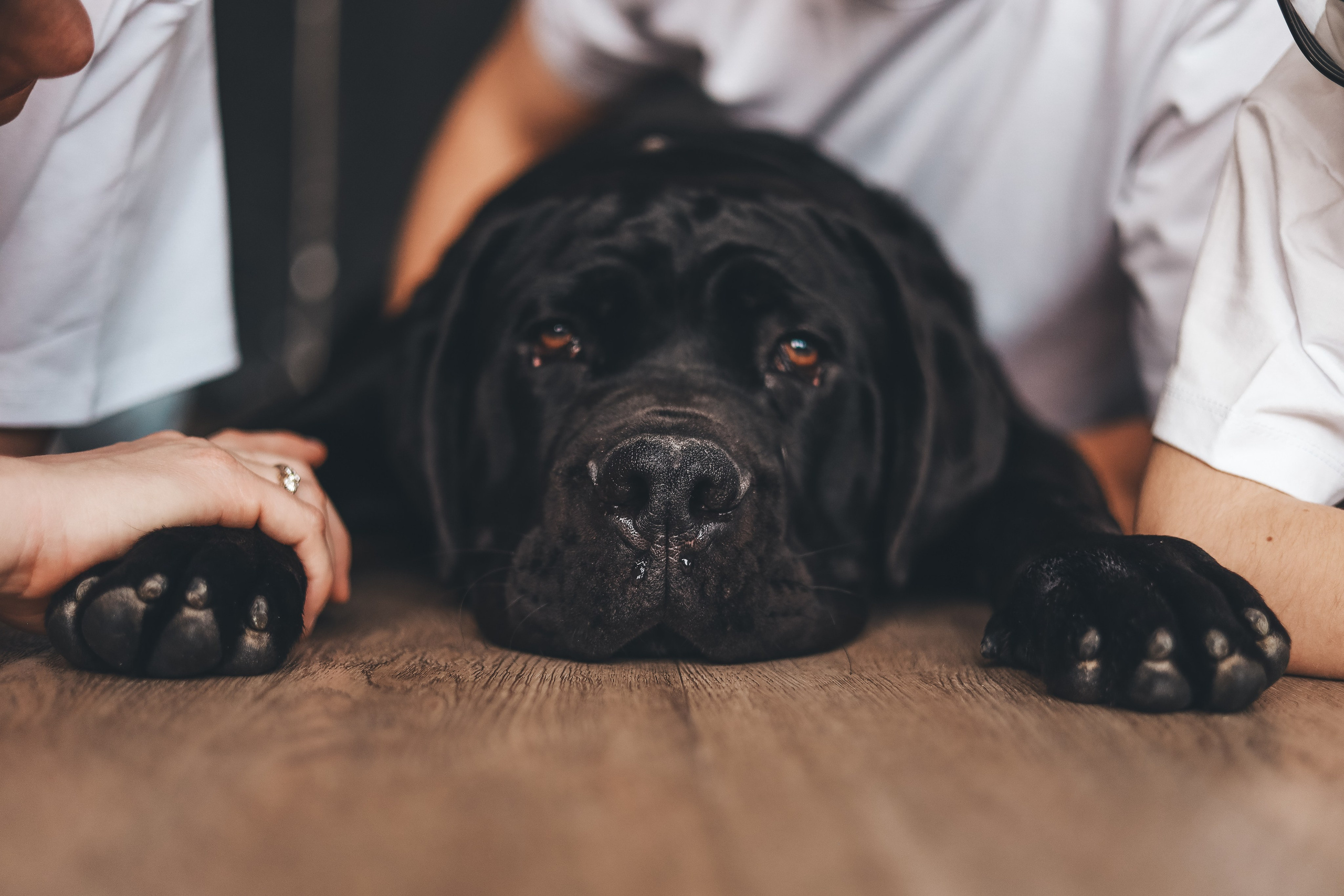 Когда мечты сбываются…❤️🐶. Мария Бриль семейный и детский Lifestyle фотограф Москва