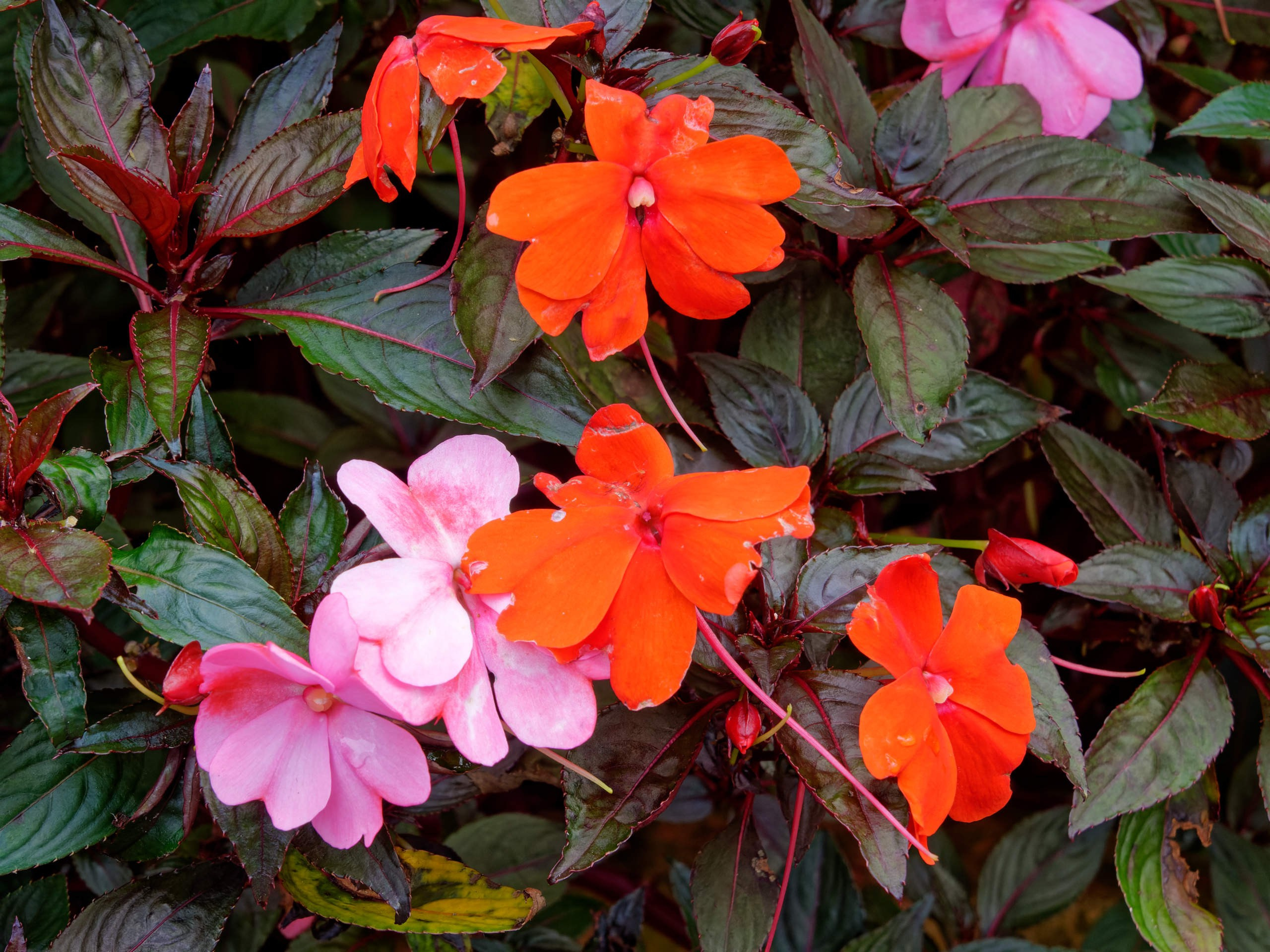 Далат 2023. Избранные фотографии