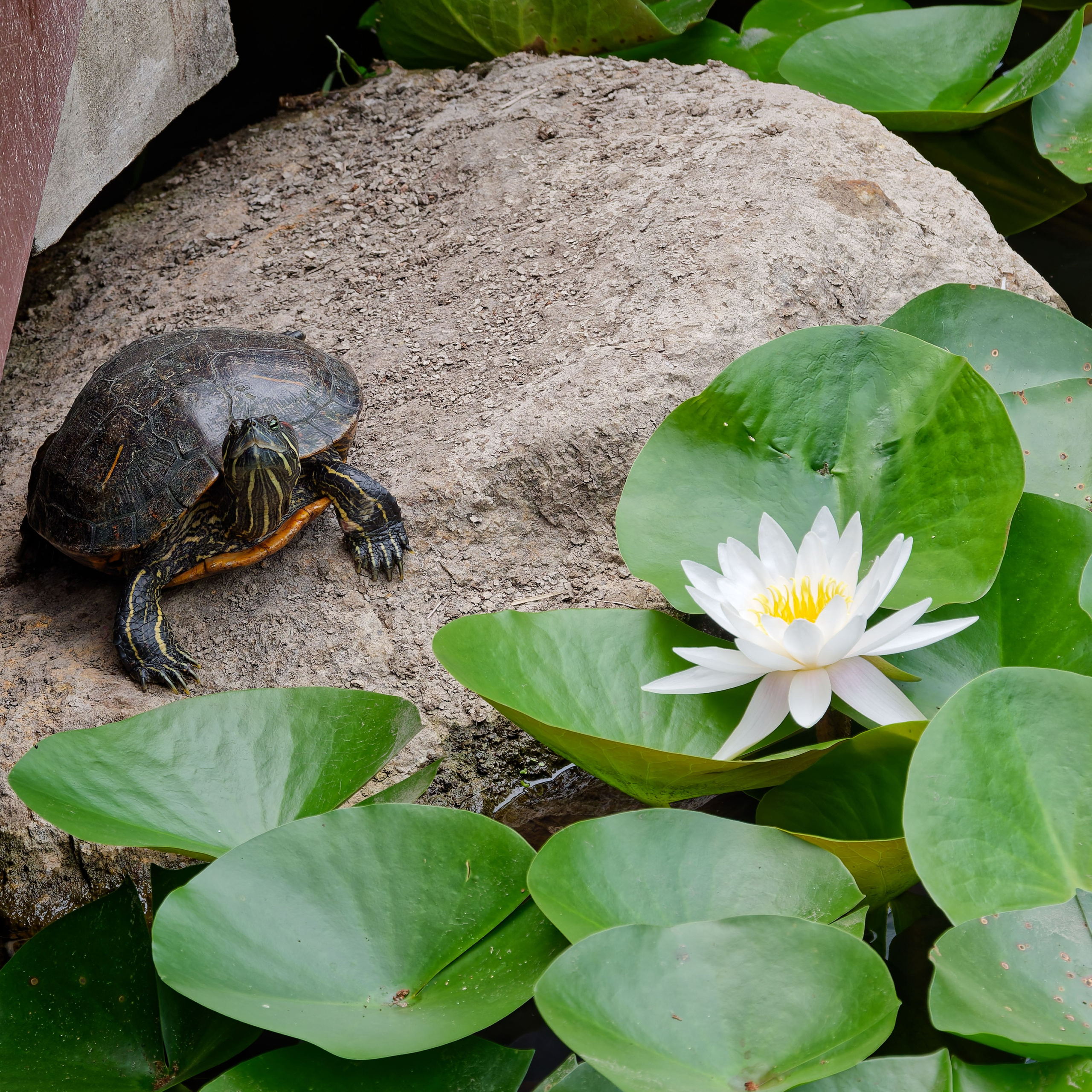 Хайнань 2026, прочая фауна, насекомые. Фотопрогулки по Миру