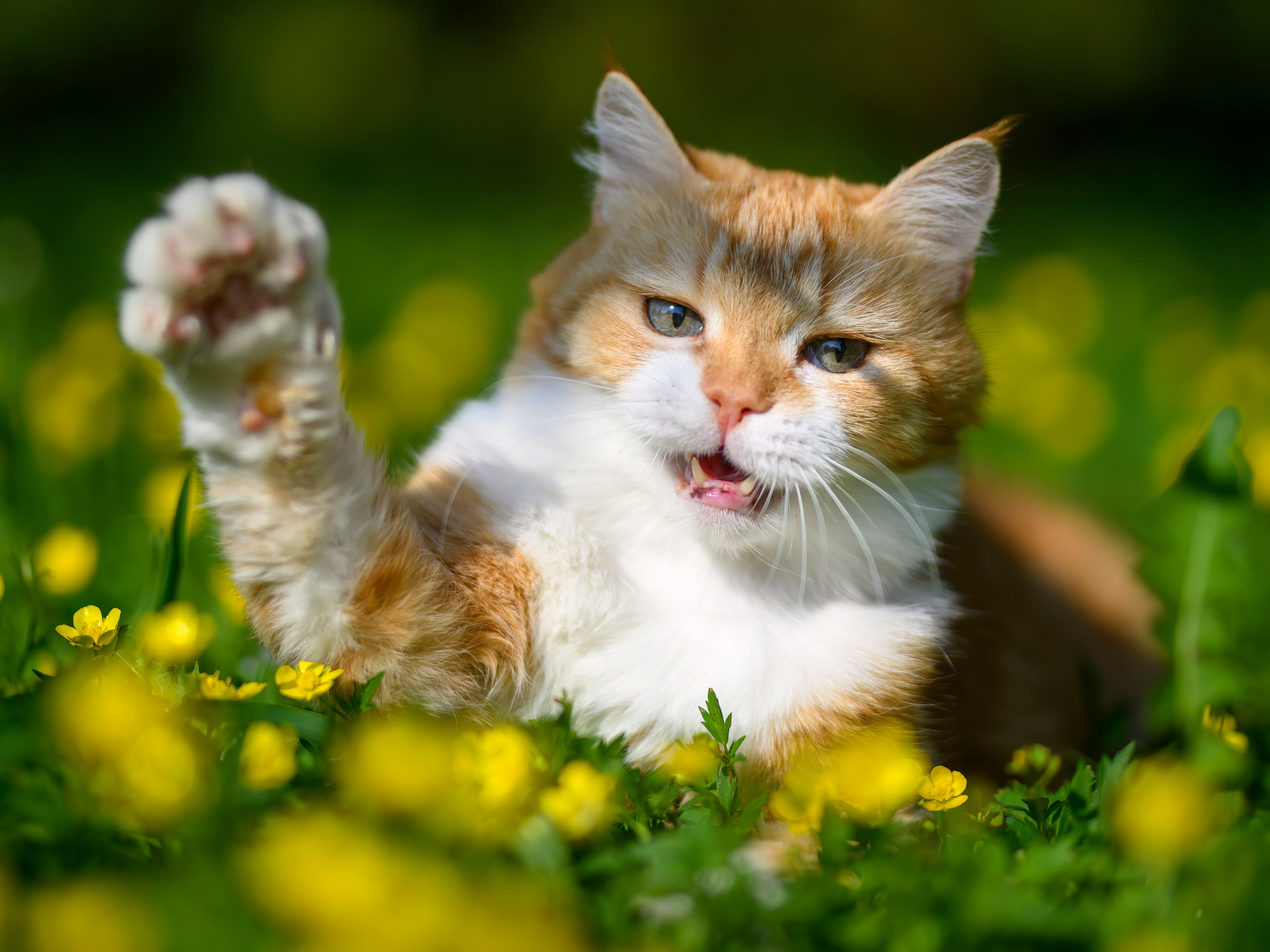 Рыжий!. Wildlife photography by Sergey Puponin