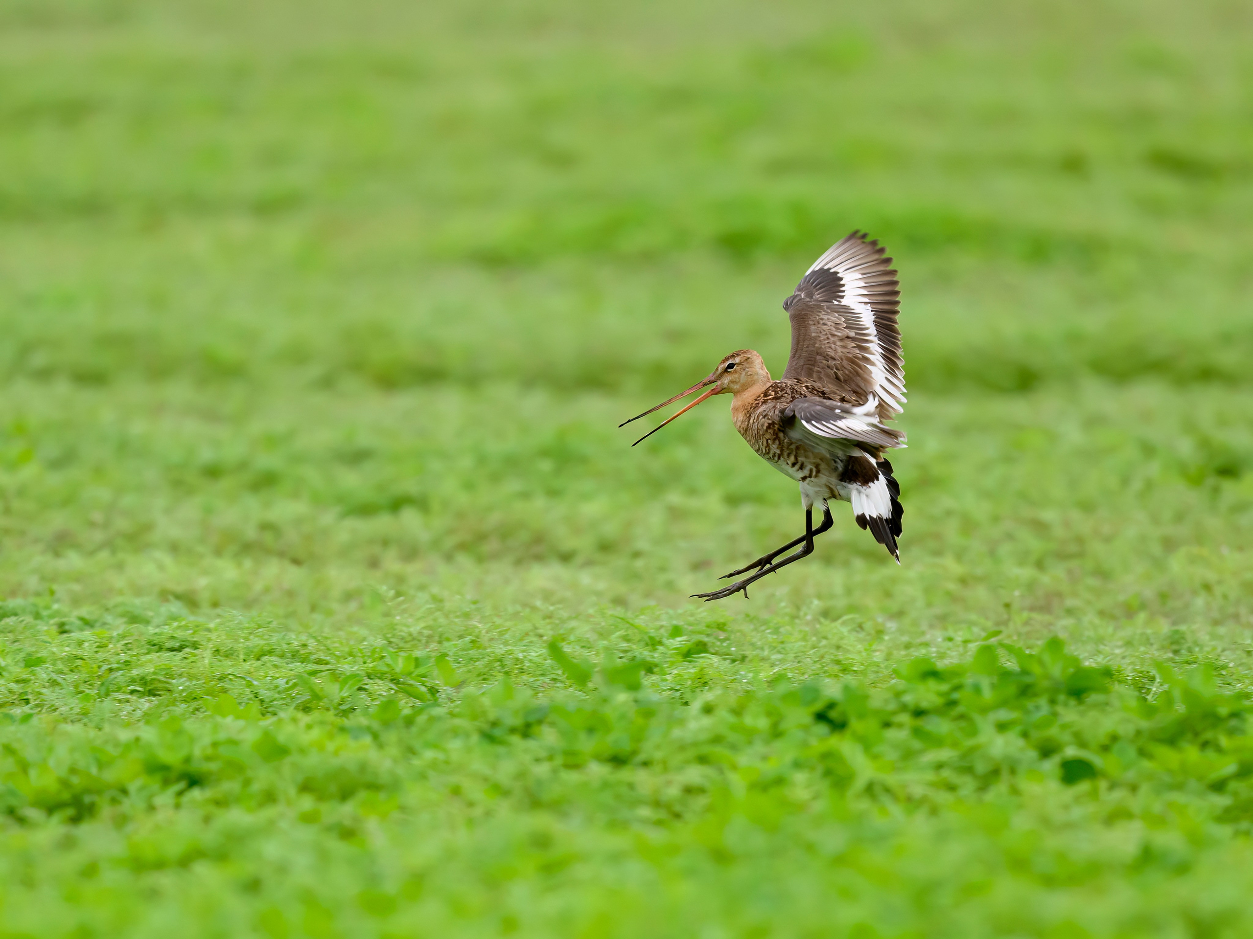 Веретенник. Фотограф Сергей Пупонин
