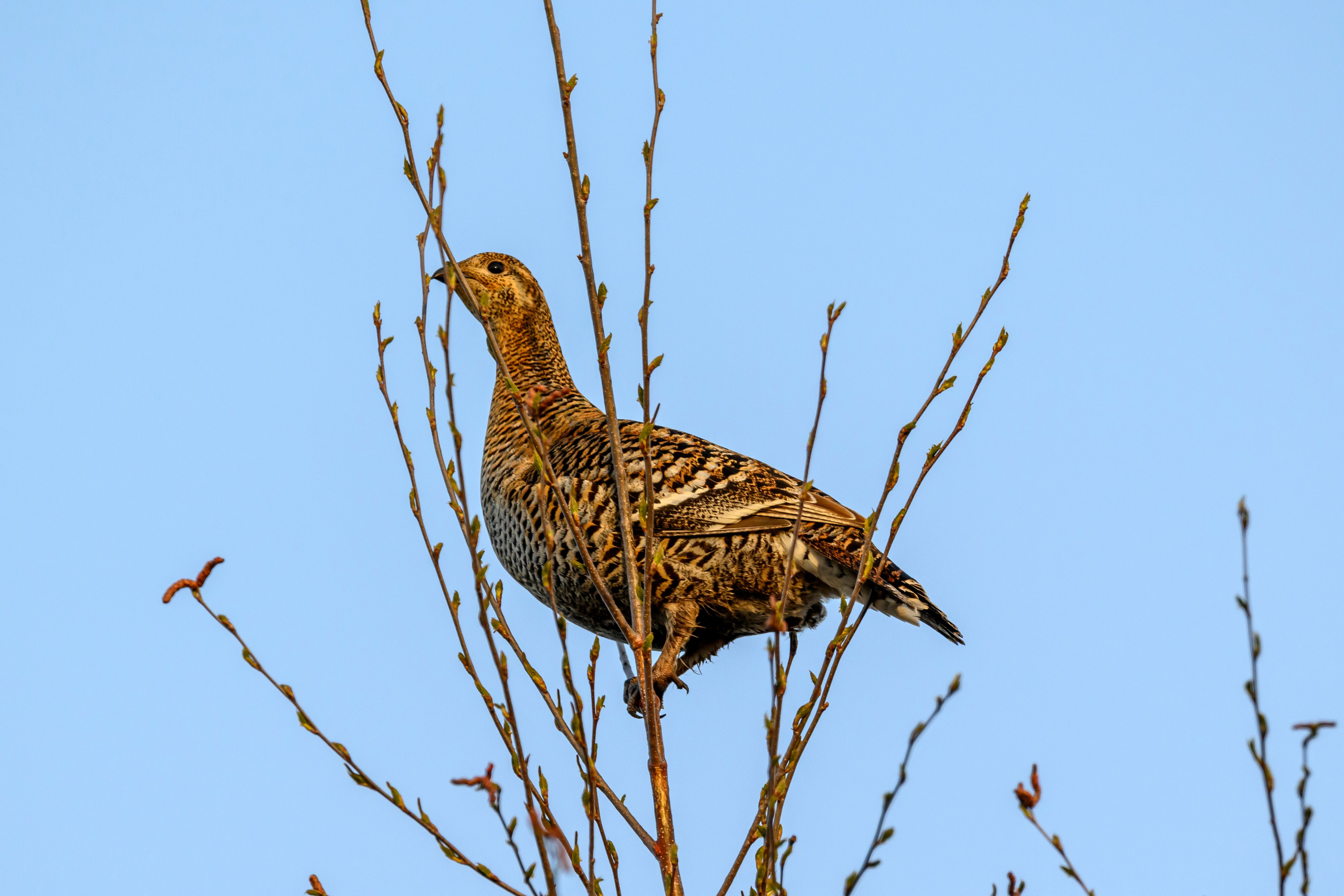 Куропатки. Wildlife photography by Sergey Puponin