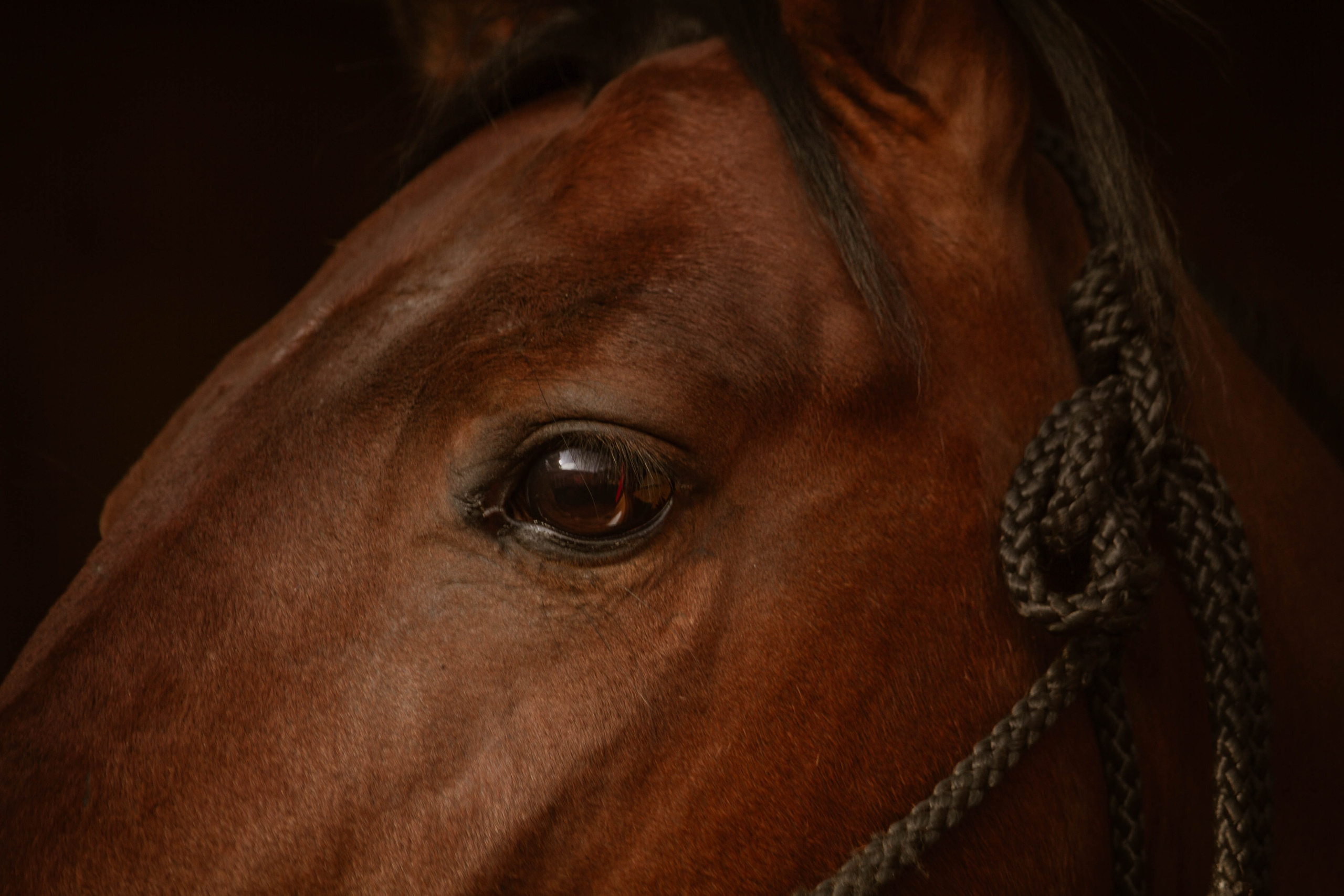 ИППОСФЕРА — Международная конная выставка. Создадим шедевр? Виталина и её фотоискусство