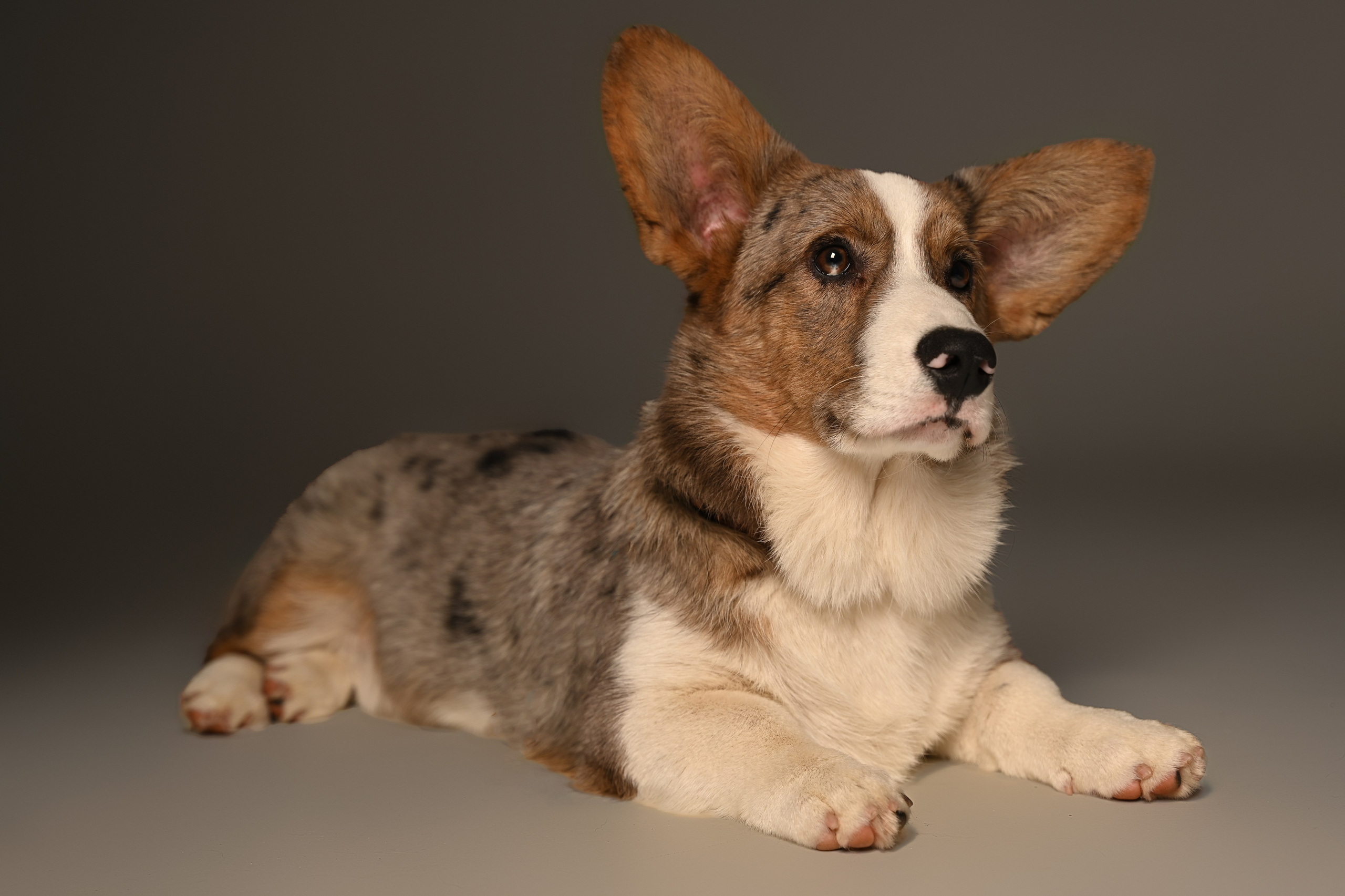 Корги. Фотограф Темрюк Анастасия Фёдорова