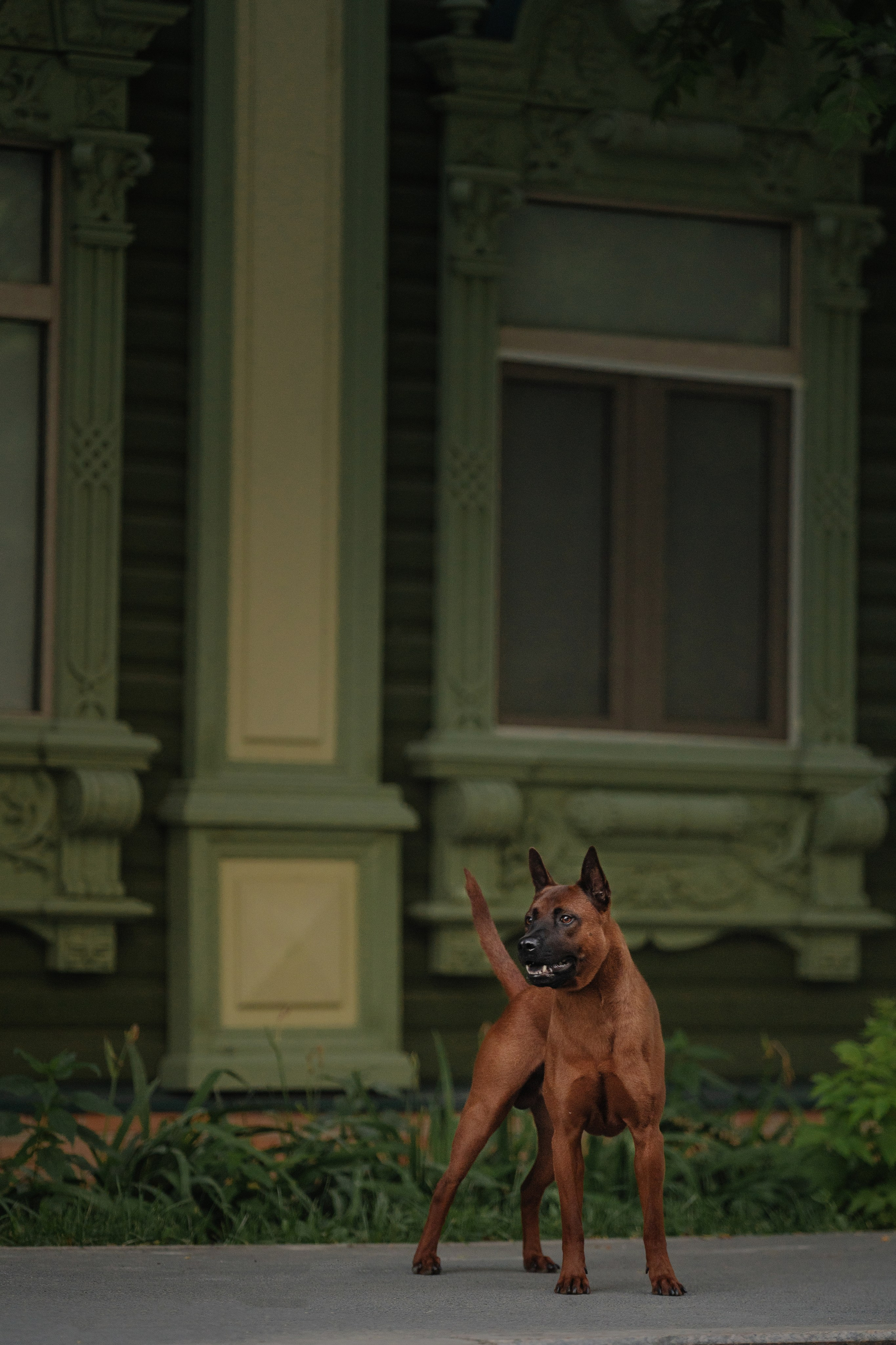 Лин + Вегас. Kameramotor74