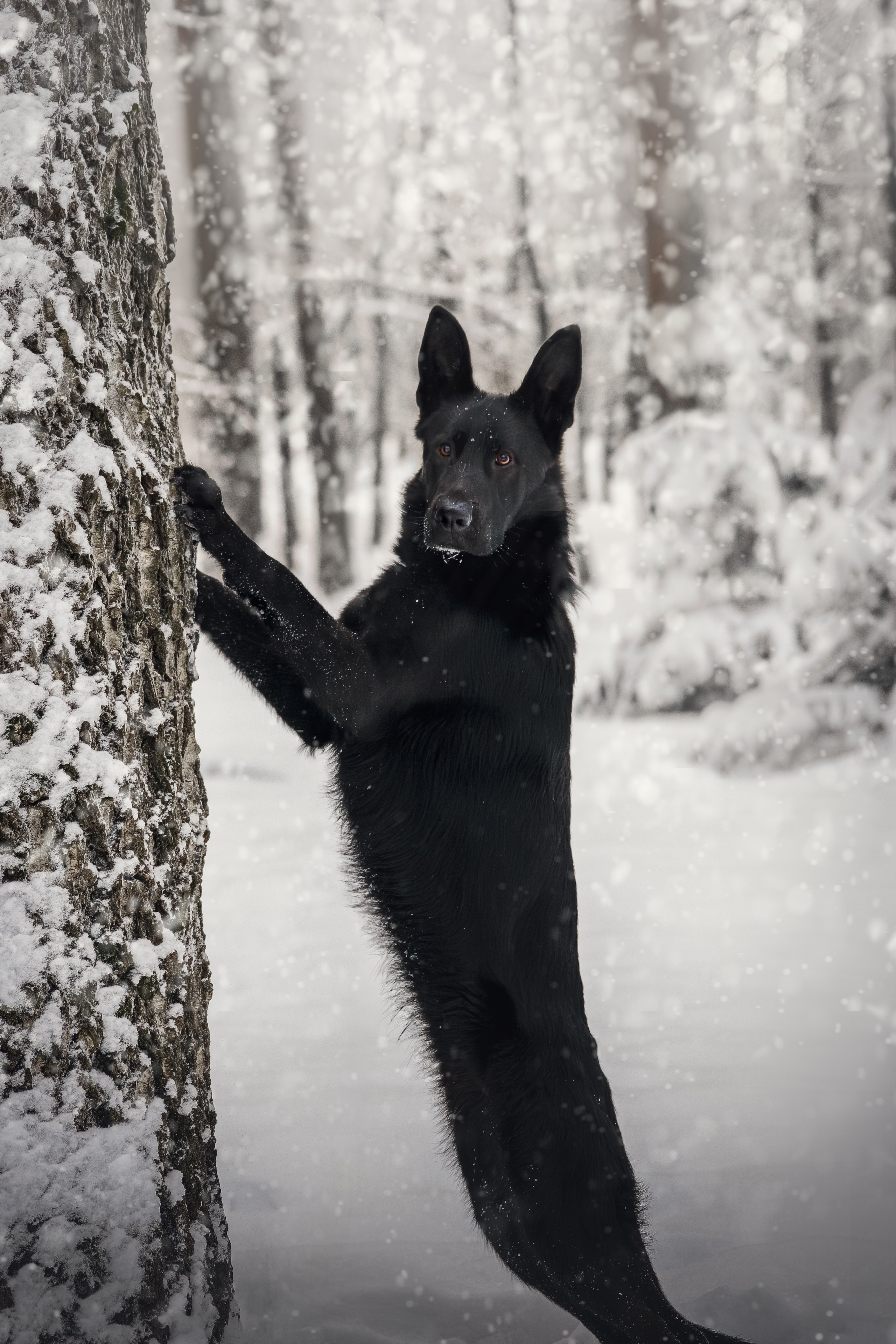 Собаки. Фотограф-анималист Нижний Новгород