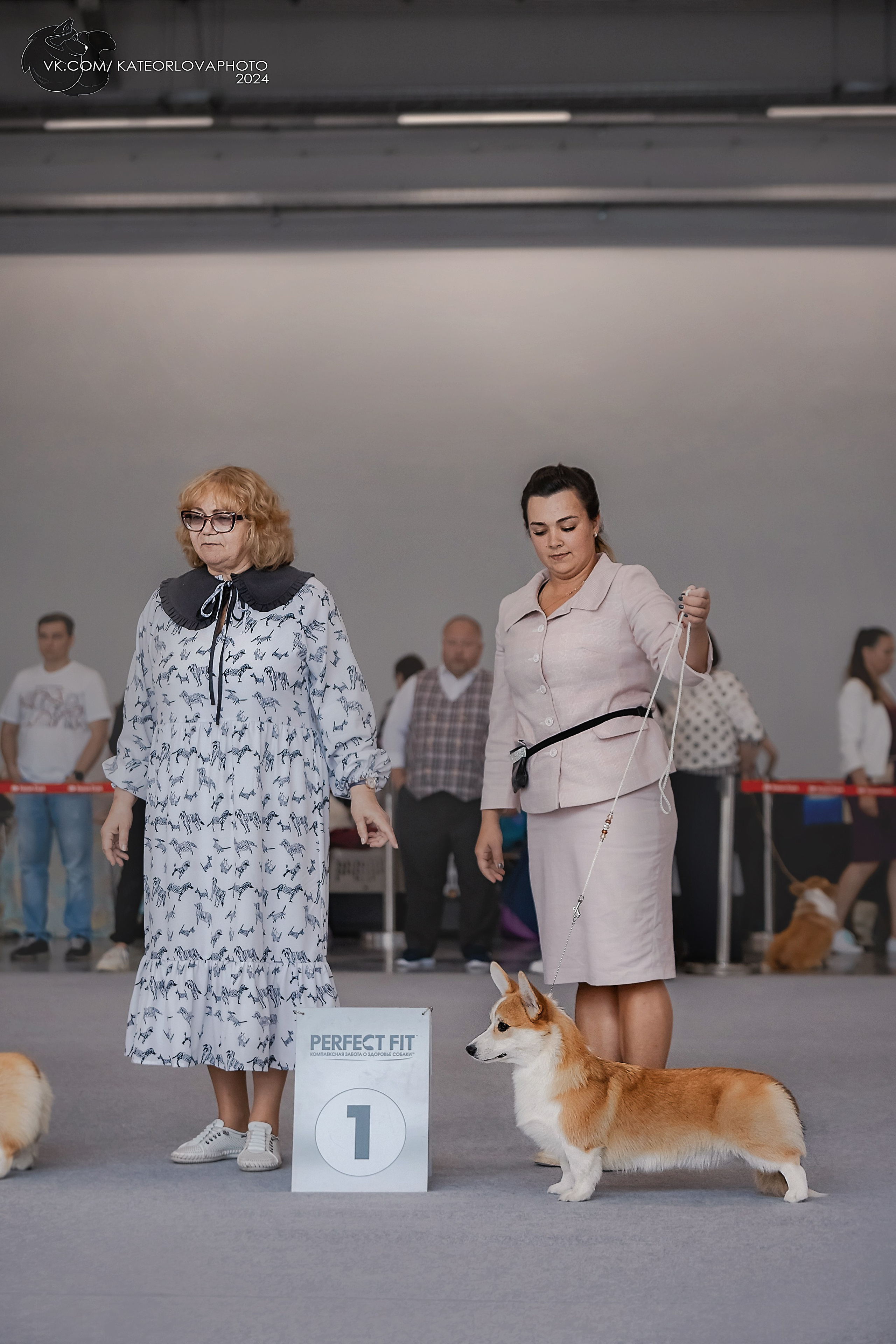 Фотосъемка собак, щенков, на выставках, фотограф анималист Россия воронеж. Питомник собак Акита, Хаски, Корги