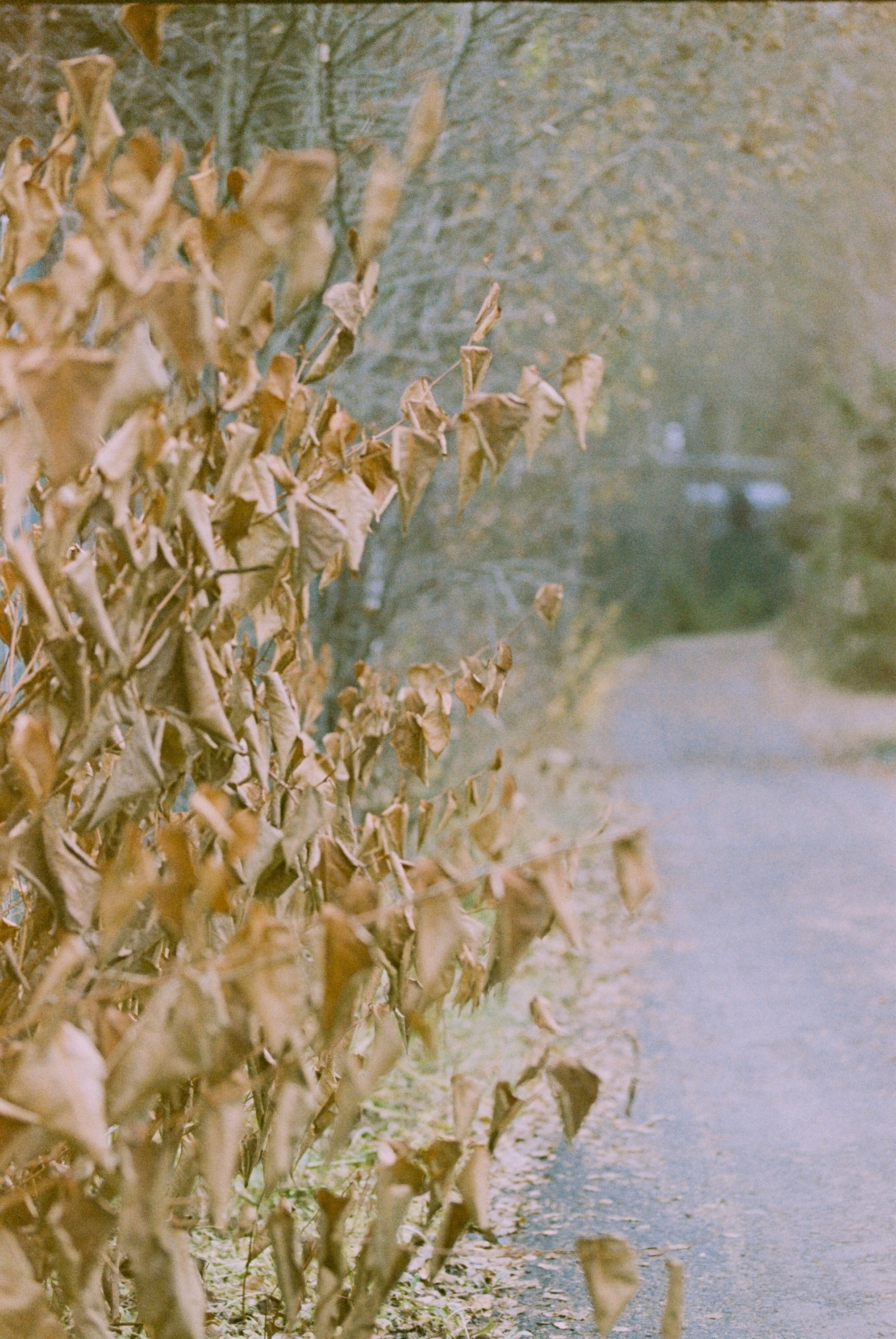 Осень на просроченную Kodak Color Plus 200 и Contax N1 с макро-объекти