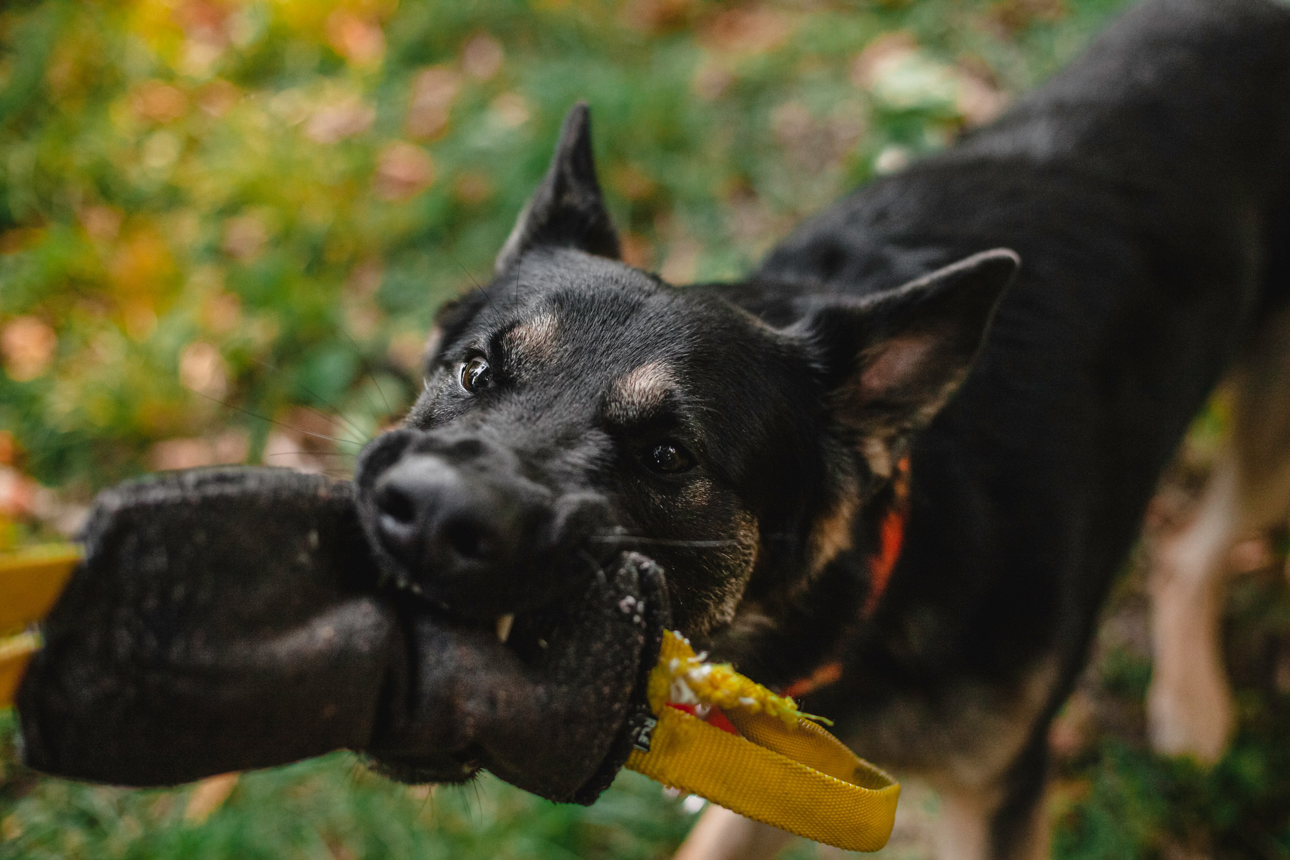 Илай. Фотограф-анималист Татьяна Степанова