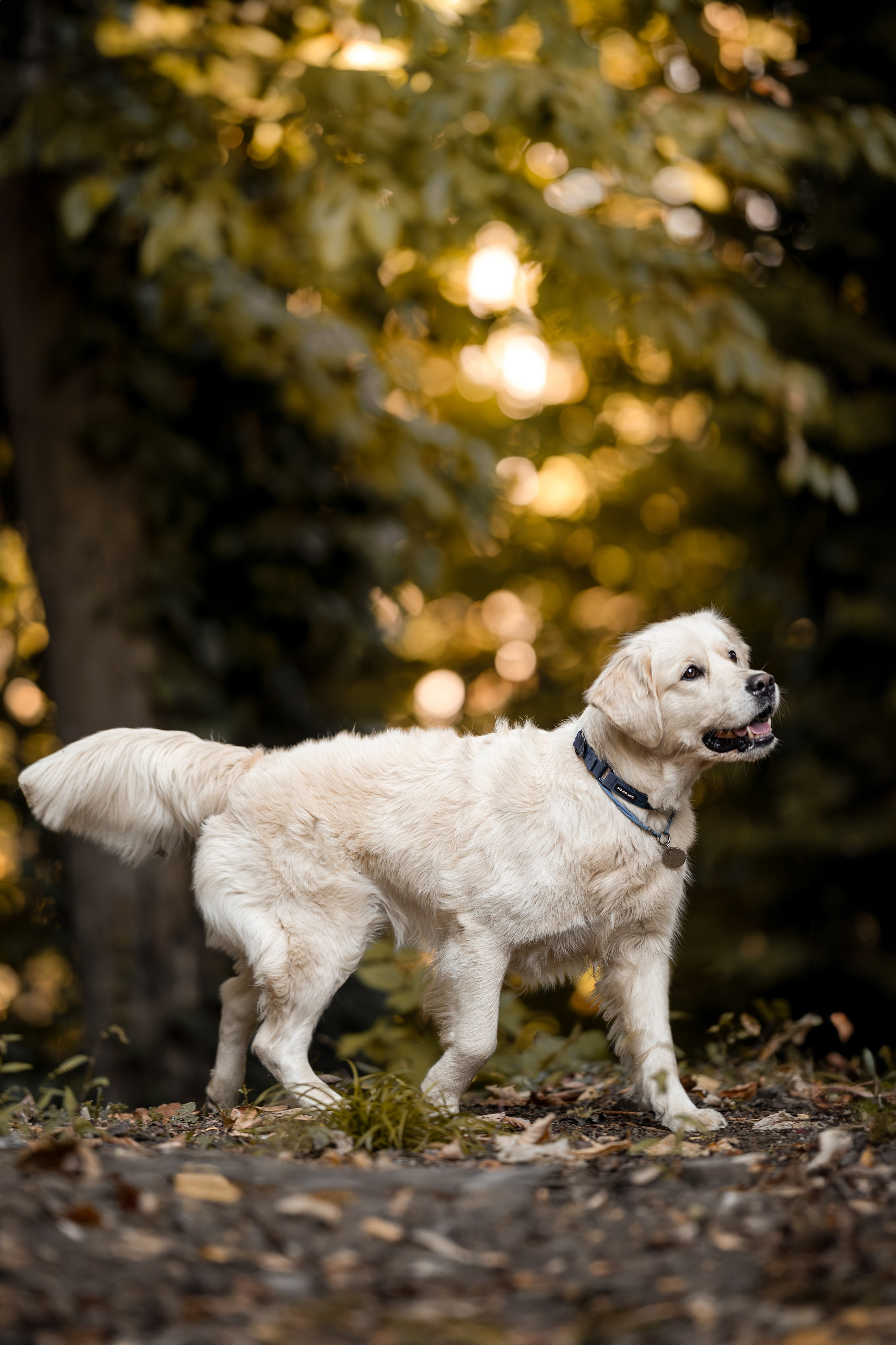 Асти, Делфи и Фреска, Голден Ретриверы. Ирина Голомб|Фотограф-анималист в  Сочи и Калининграде