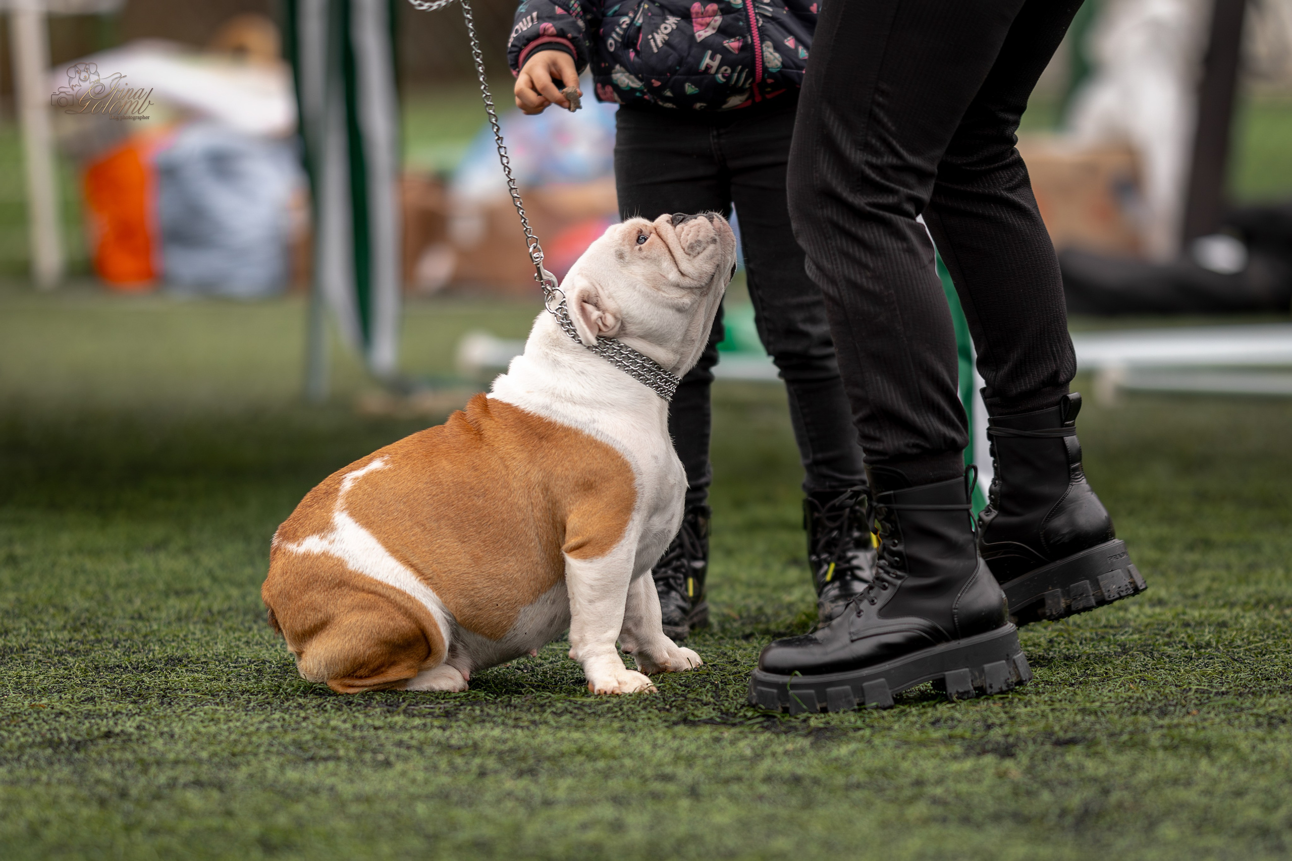 Выставка 17.12.23. Ирина Голомб|Фотограф-анималист в  Сочи и Калининграде