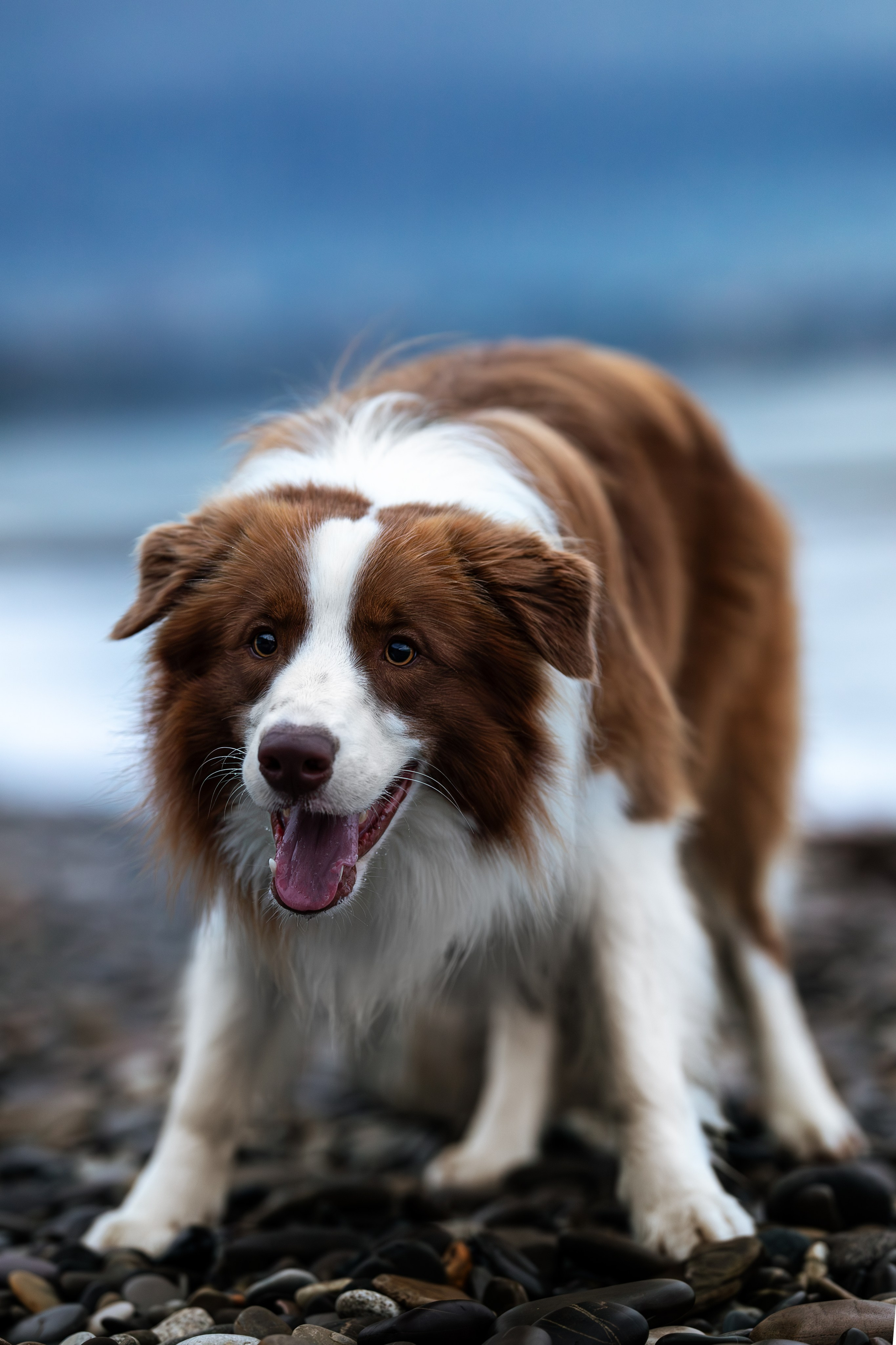 Нолан, Бордер-колли. Ирина Голомб|Фотограф-анималист в  Сочи и Калининграде