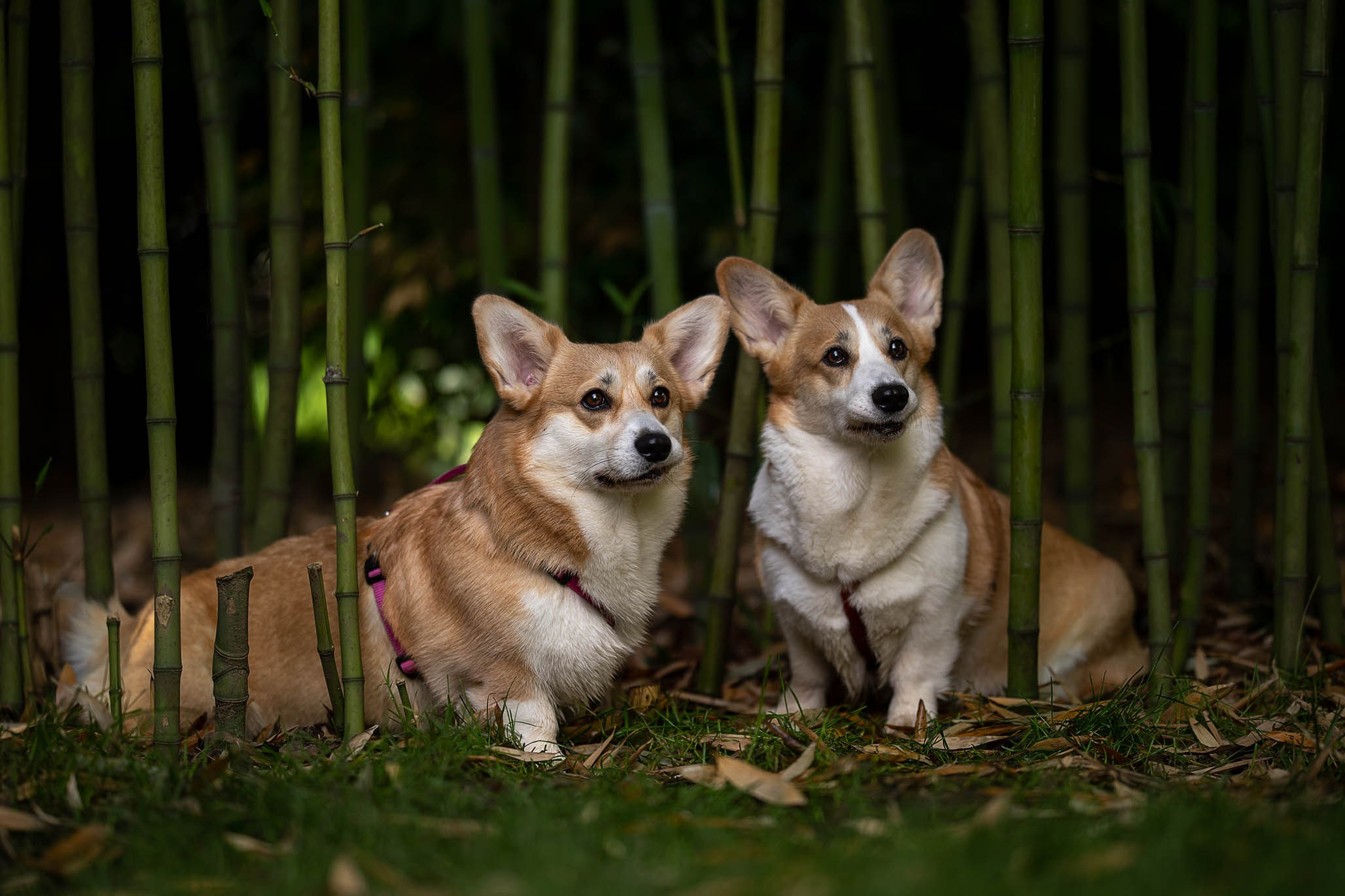 Лиса и Деви, корги. Ирина Голомб|Фотограф-анималист в  Сочи и Калининграде