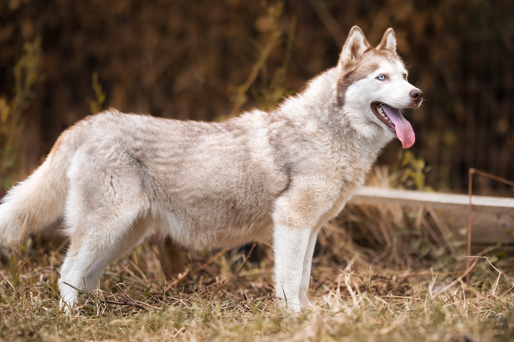 Приют Бим. Ирина Голомб|Фотограф-анималист в  Сочи и Калининграде