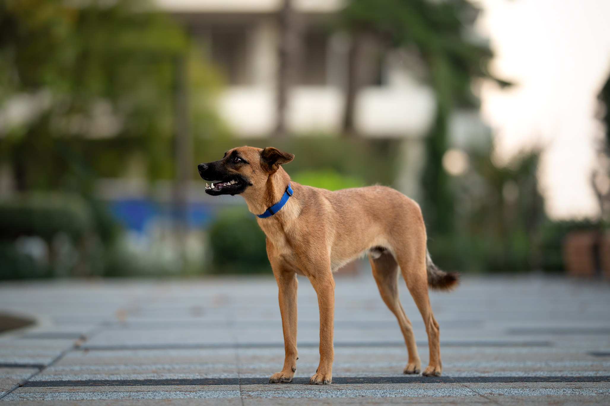 Кураторские питомцы с Пластунки. Ирина Голомб|Фотограф-анималист в  Сочи и Калининграде