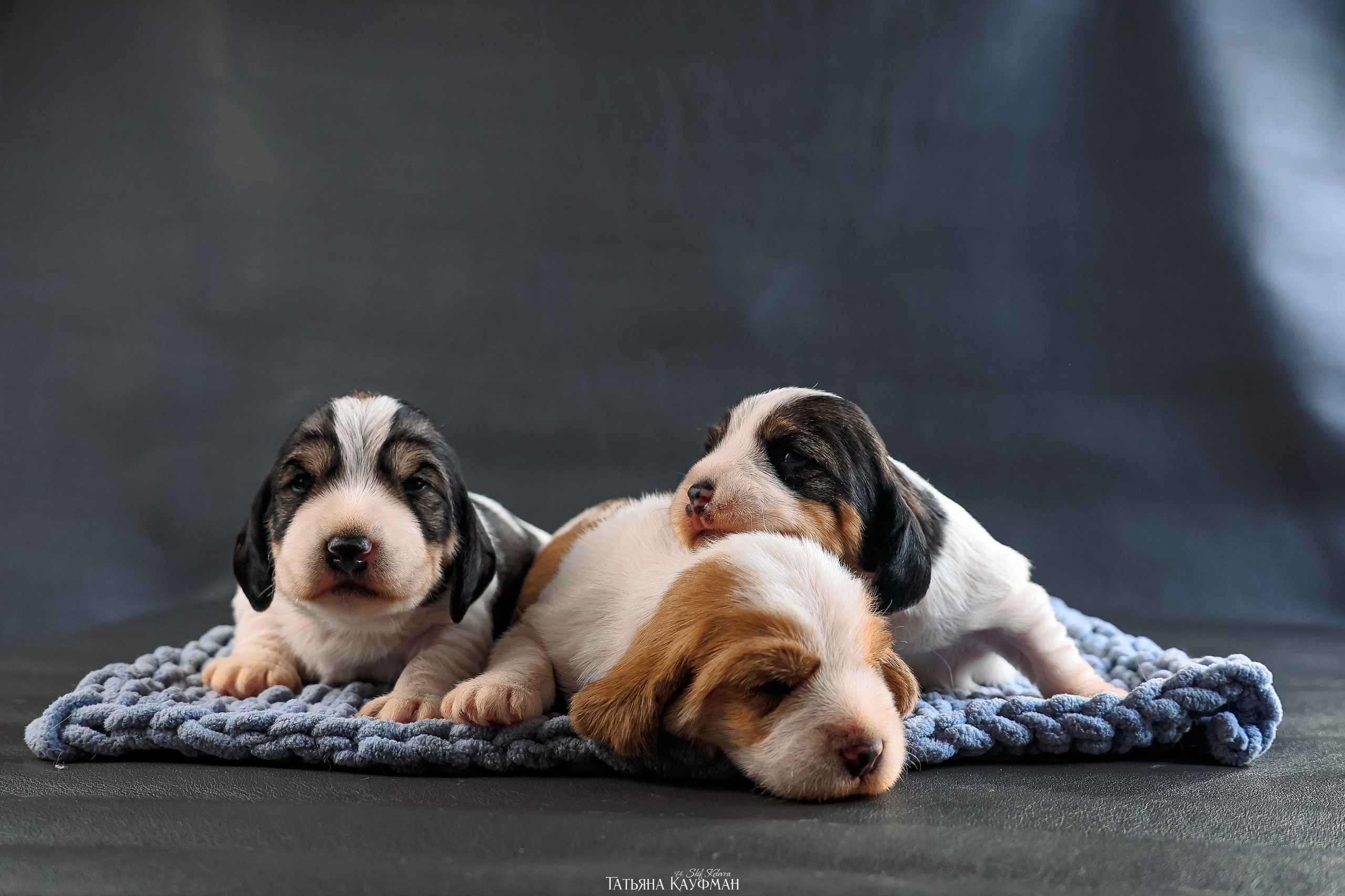 Малые вандейские бассет гриффоны. PVBG. Petit vandeen basset griffon, щенки в новосибирске. Питомник White Rivendel