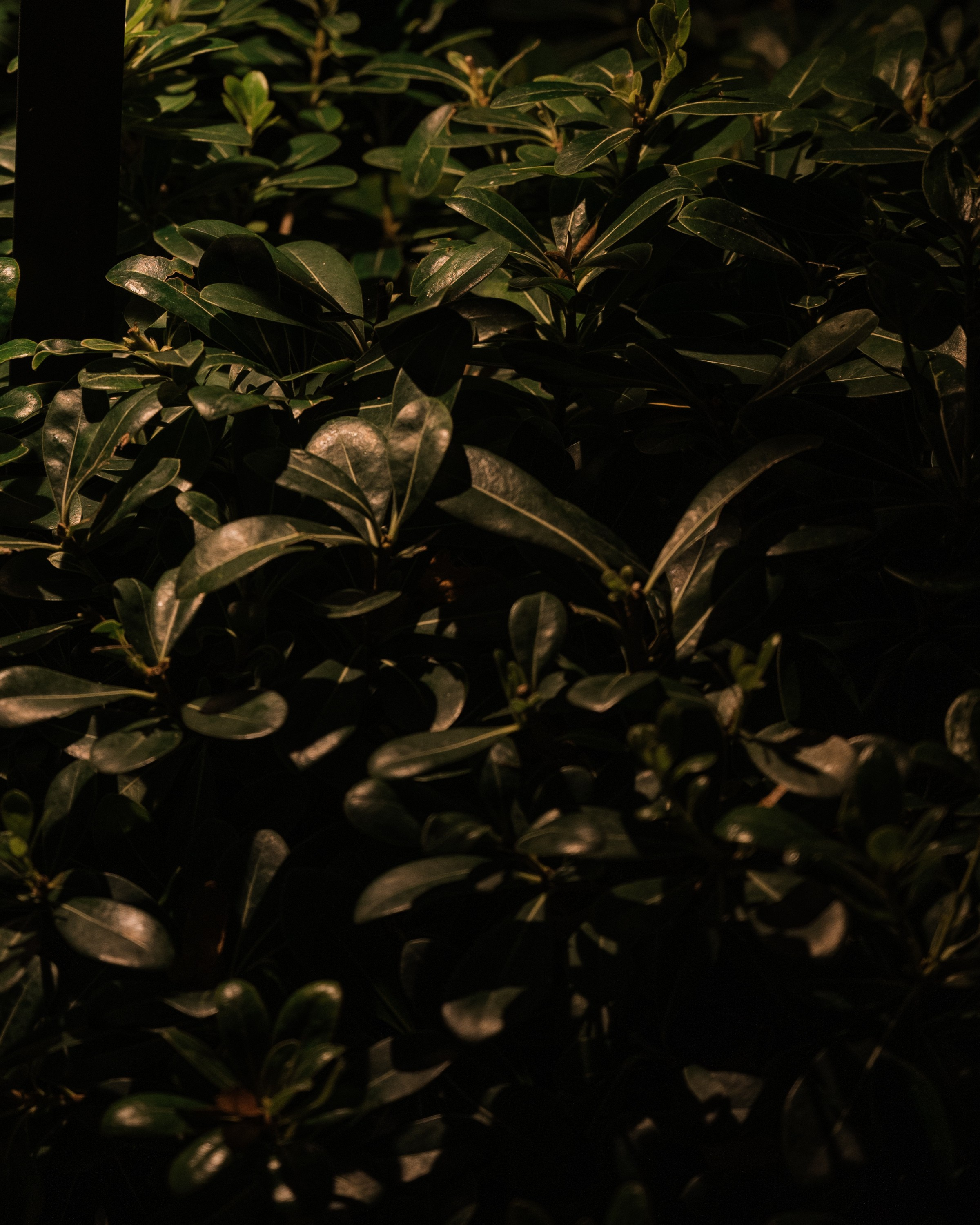 Репортажный фотограф на корпоратив и другие мероприятия. Свадебный и семейный фотограф в Краснодаре Марина Стёпа