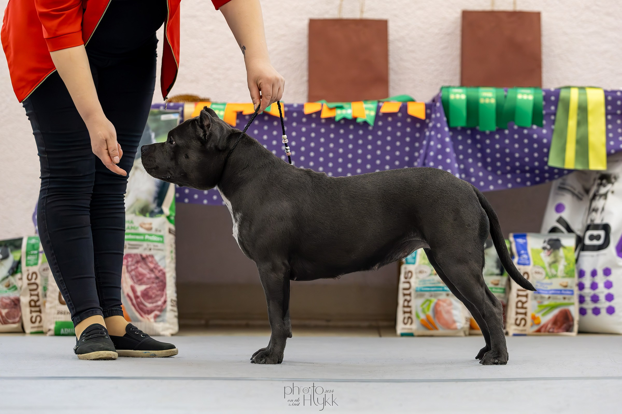 14 сентября 2024, Выставка РКФ, г. Пермь. Htykk_photo