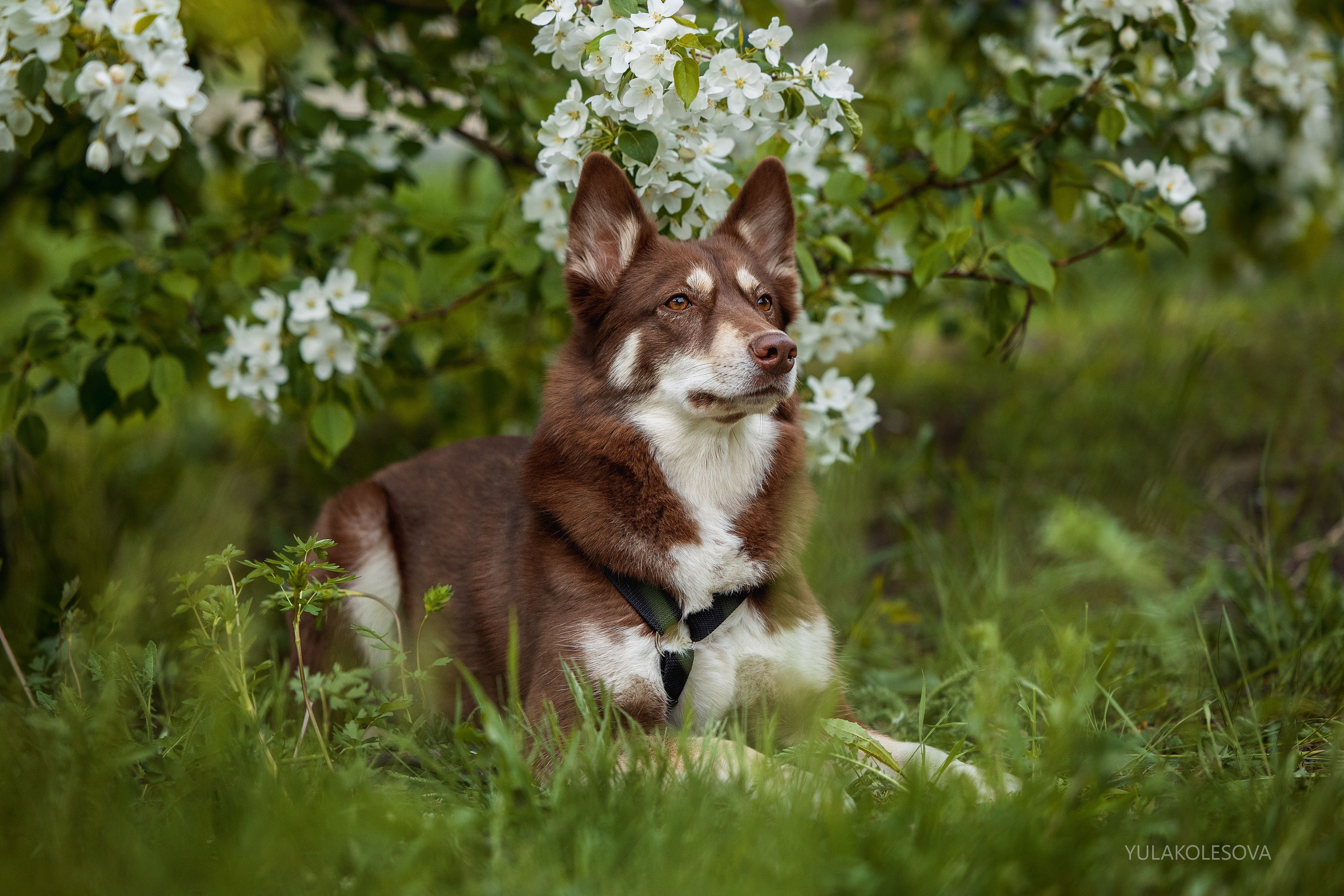 Яблони. YULA KOLESOVA | Фотограф — Анималист | Художник | Тюмень