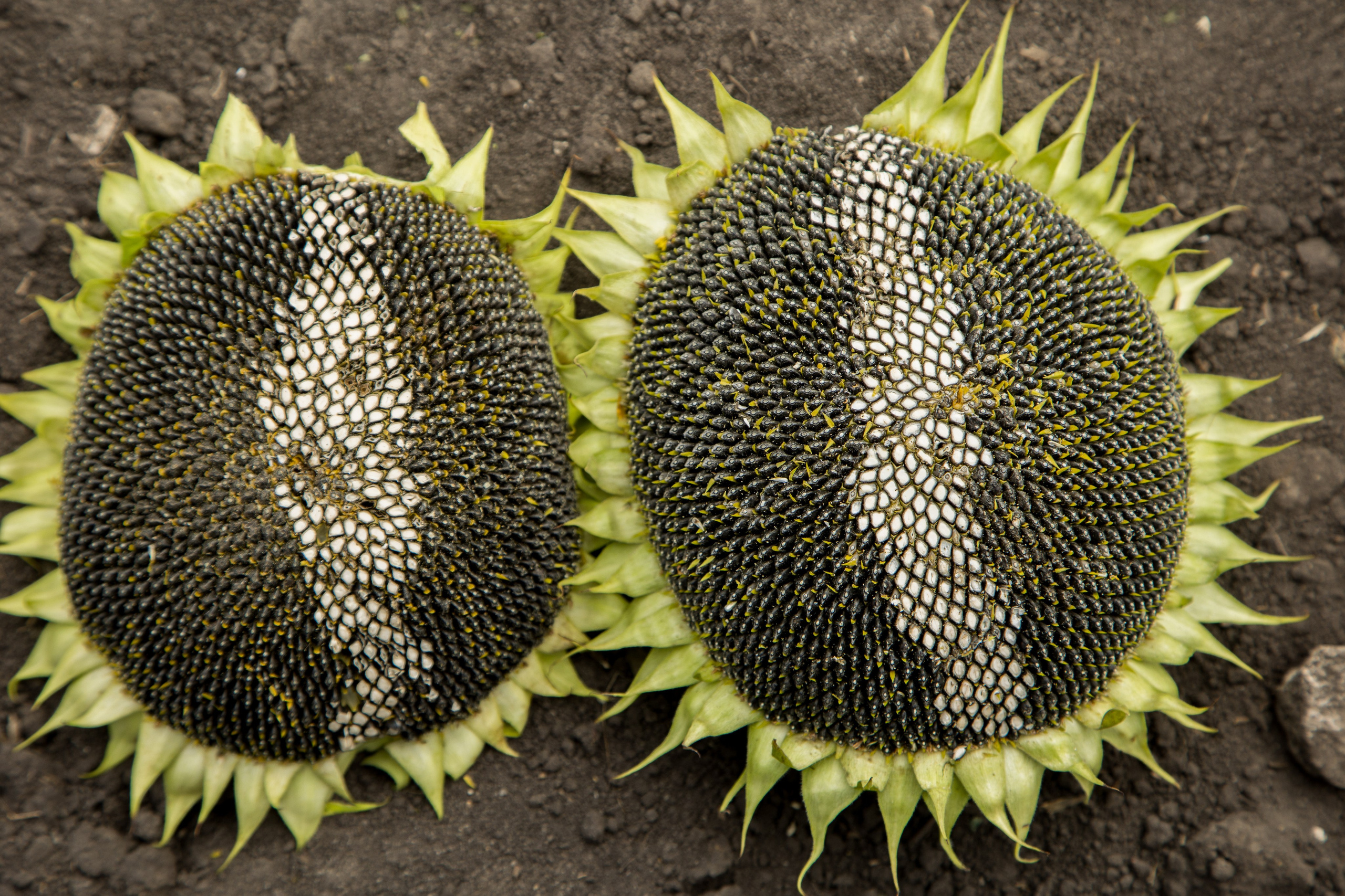 Решения для сельского хозяйства BASF 16.08.2022. Владислав Волков | Фотография и видеосъемка в Воронеже