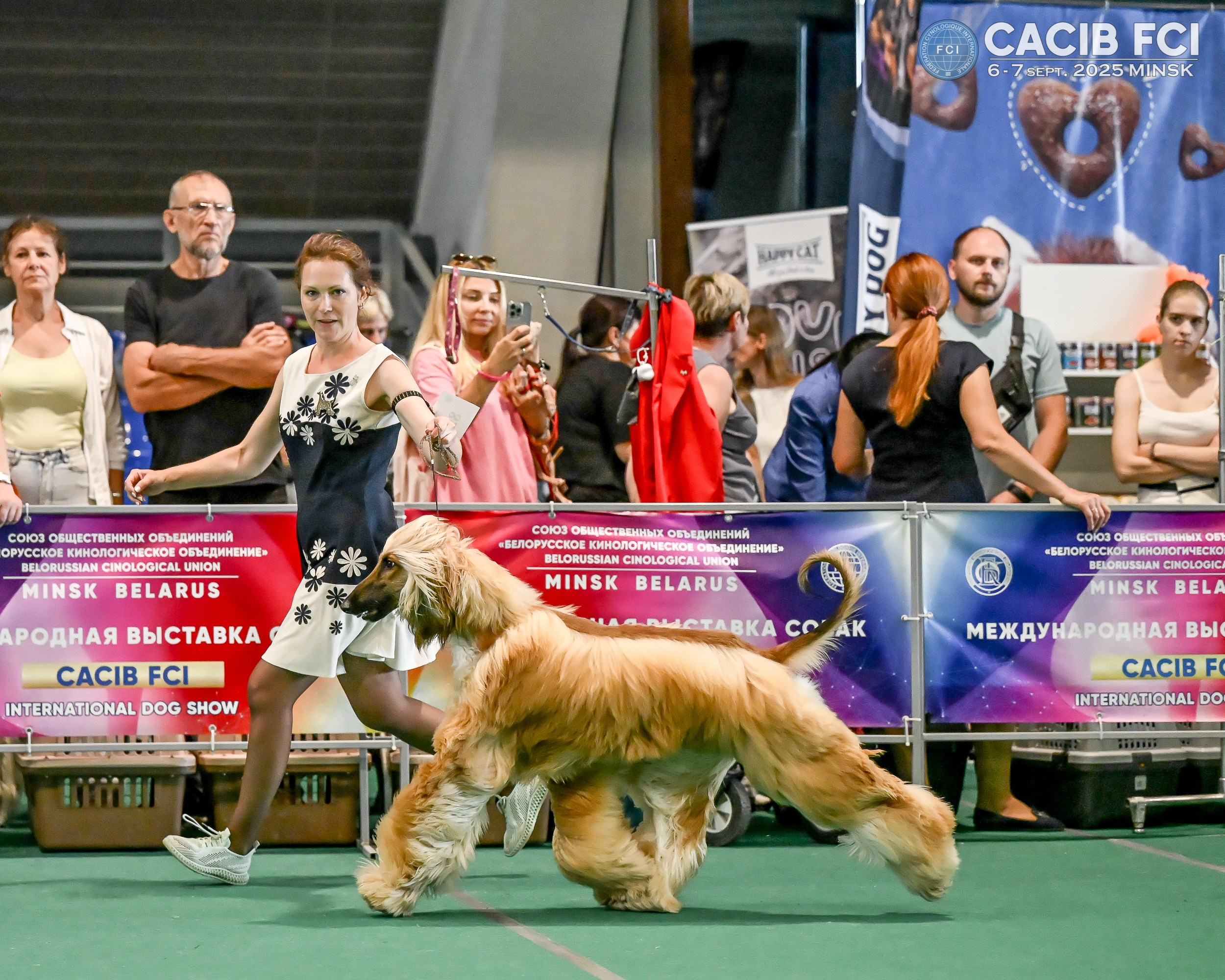 06-07.09.25 Международная выставка собак, Минск, CACIB, FCI. Галерея фотографий афганской борзой