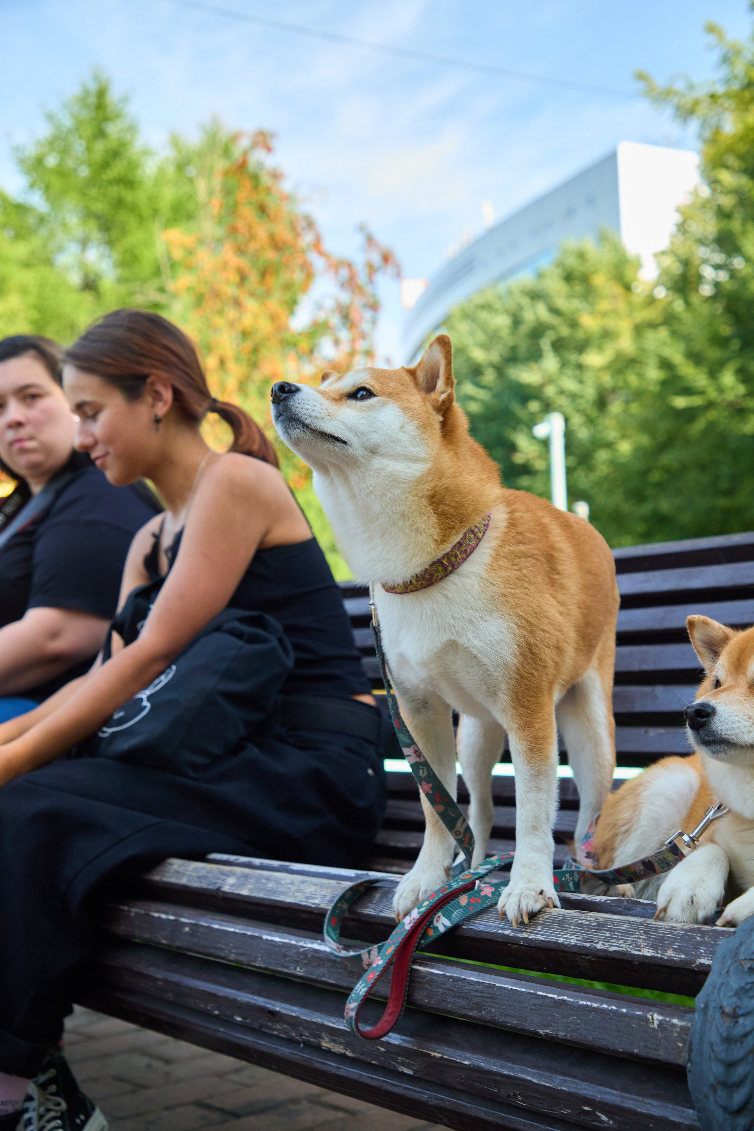 День защиты Питомцев х ТАСС х Союз ветеринаров. Святослав Лебедев | Рекламный фотограф — Коммерческая съемка, Арт-дирекшн, AI-интеграция