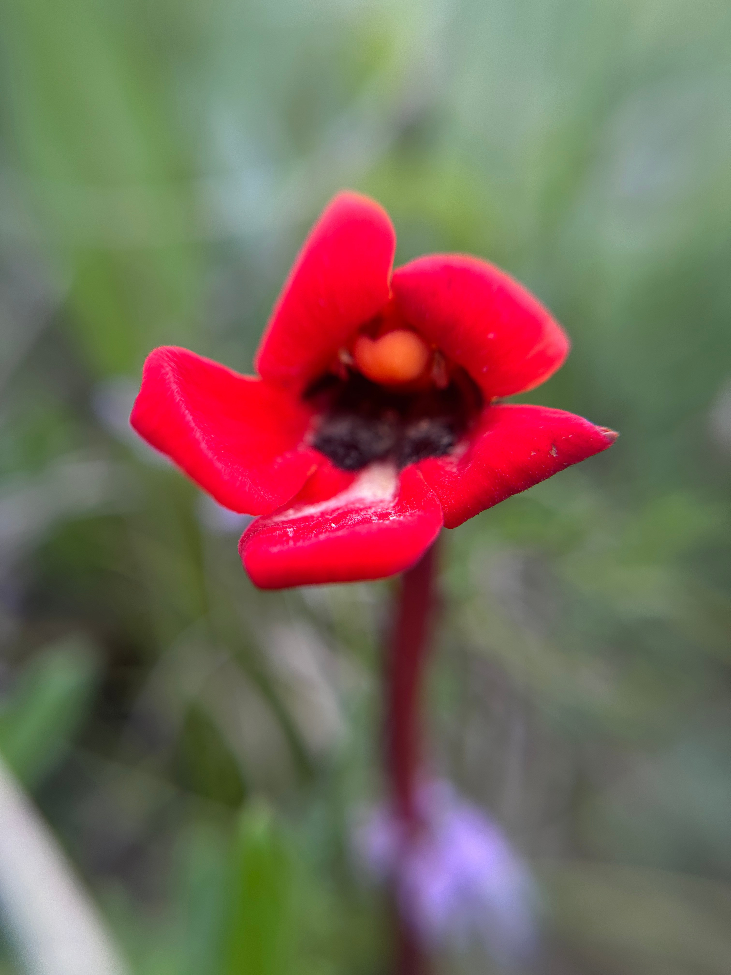 Макро любовь. Смотри, красота!