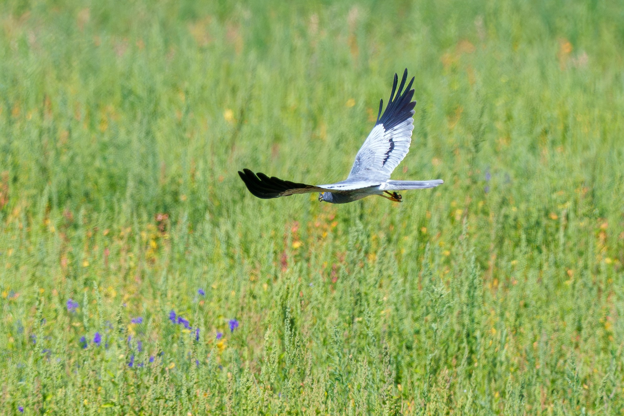 Удивительные мир птиц. Вокруг нас столько прекрасного — присмотритесь!. Ваш личный фотограф Марина Волкова