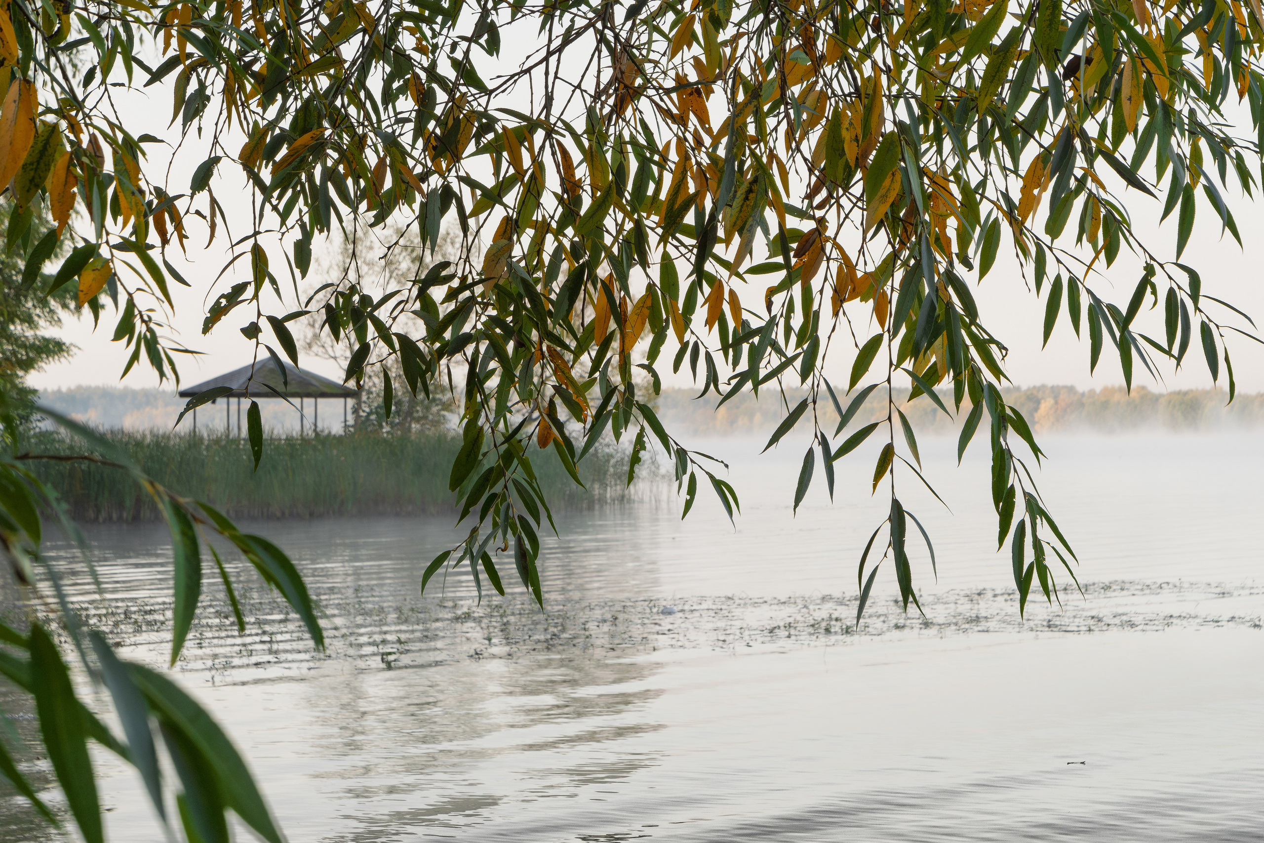 Голубые озера, Псковская область. Октябрь 2024. Фотограф Никифоров-Гордеев Сергей. Москва и МО