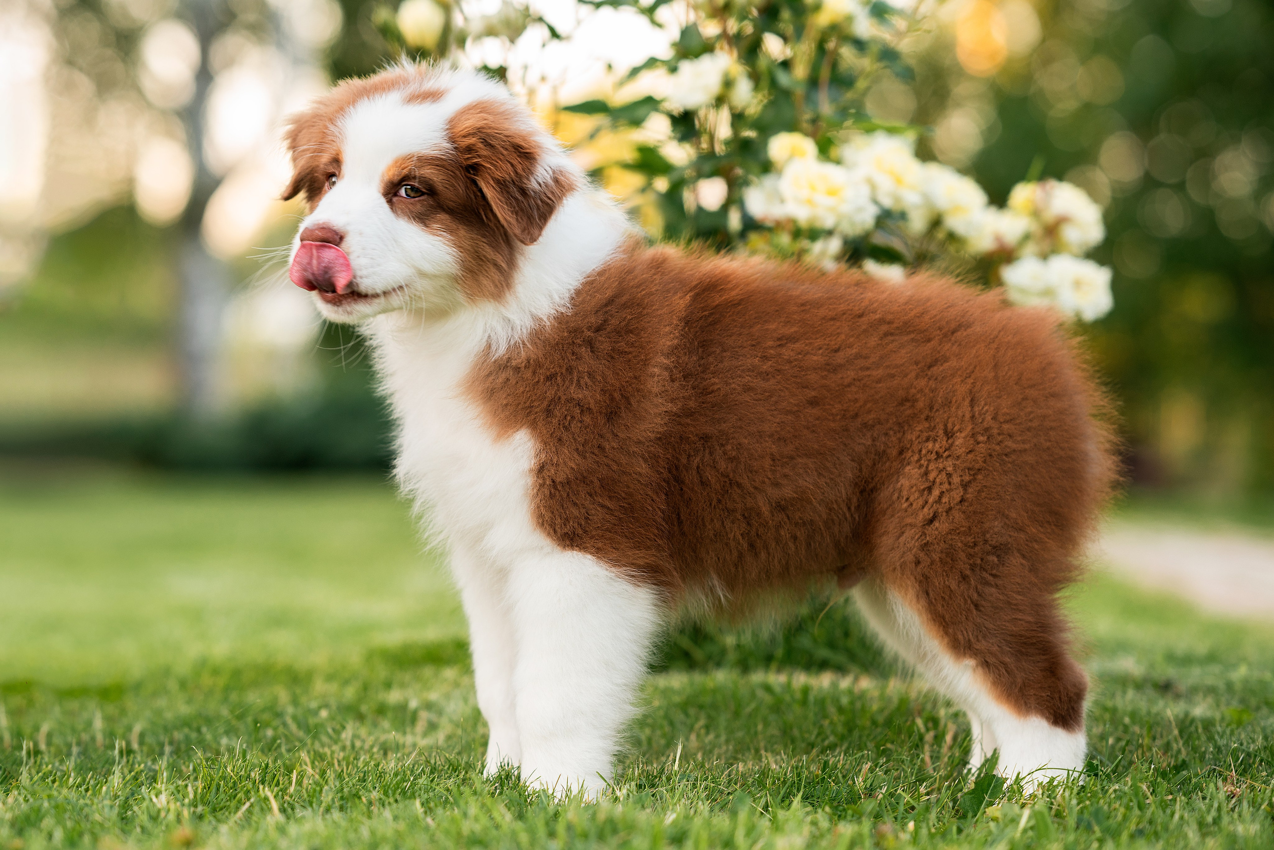 Заводчик Елизавета Степанова. Творческий фотограф Вологда