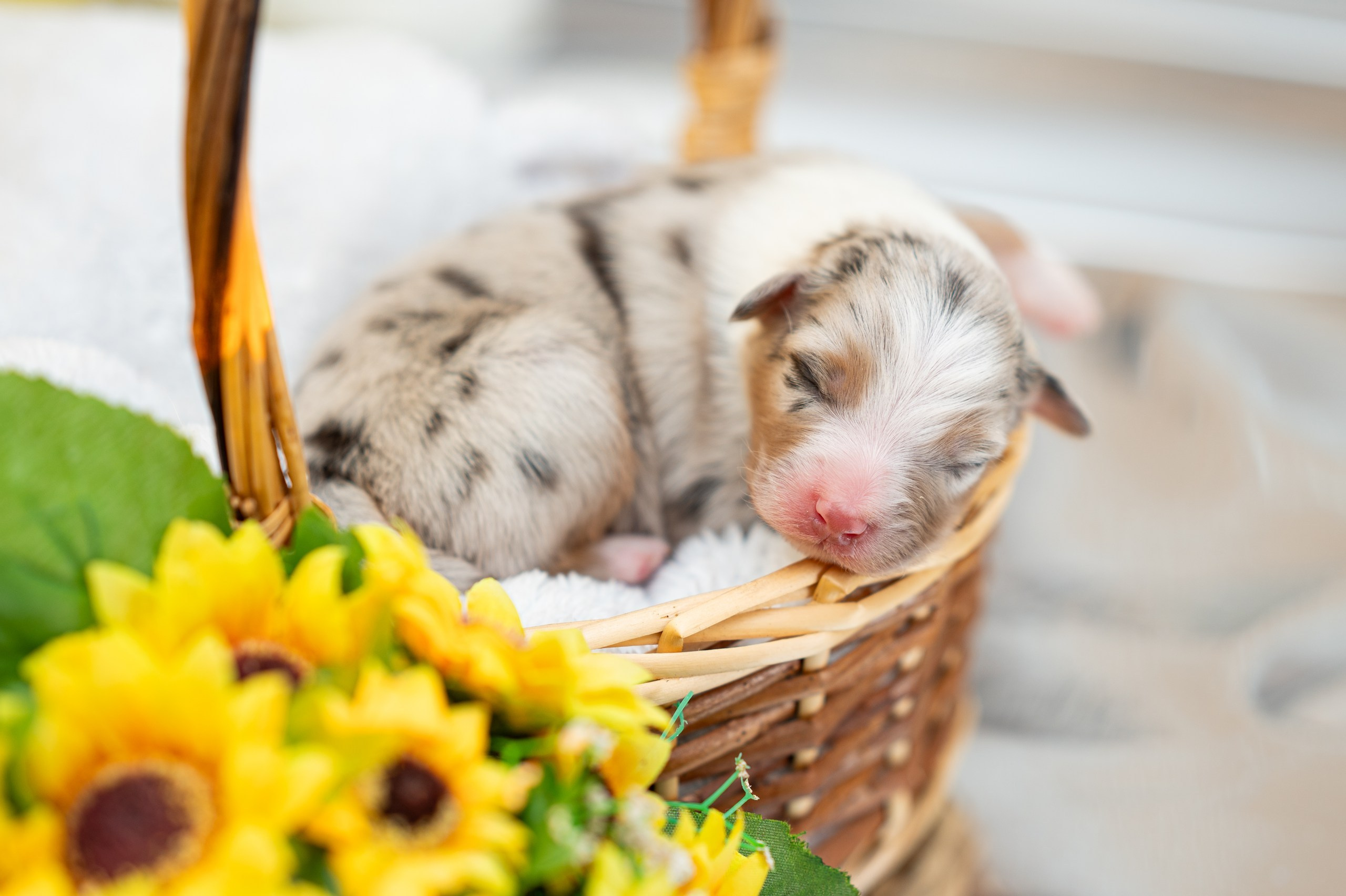 Заводчик Влада Эльман. Творческий фотограф Вологда