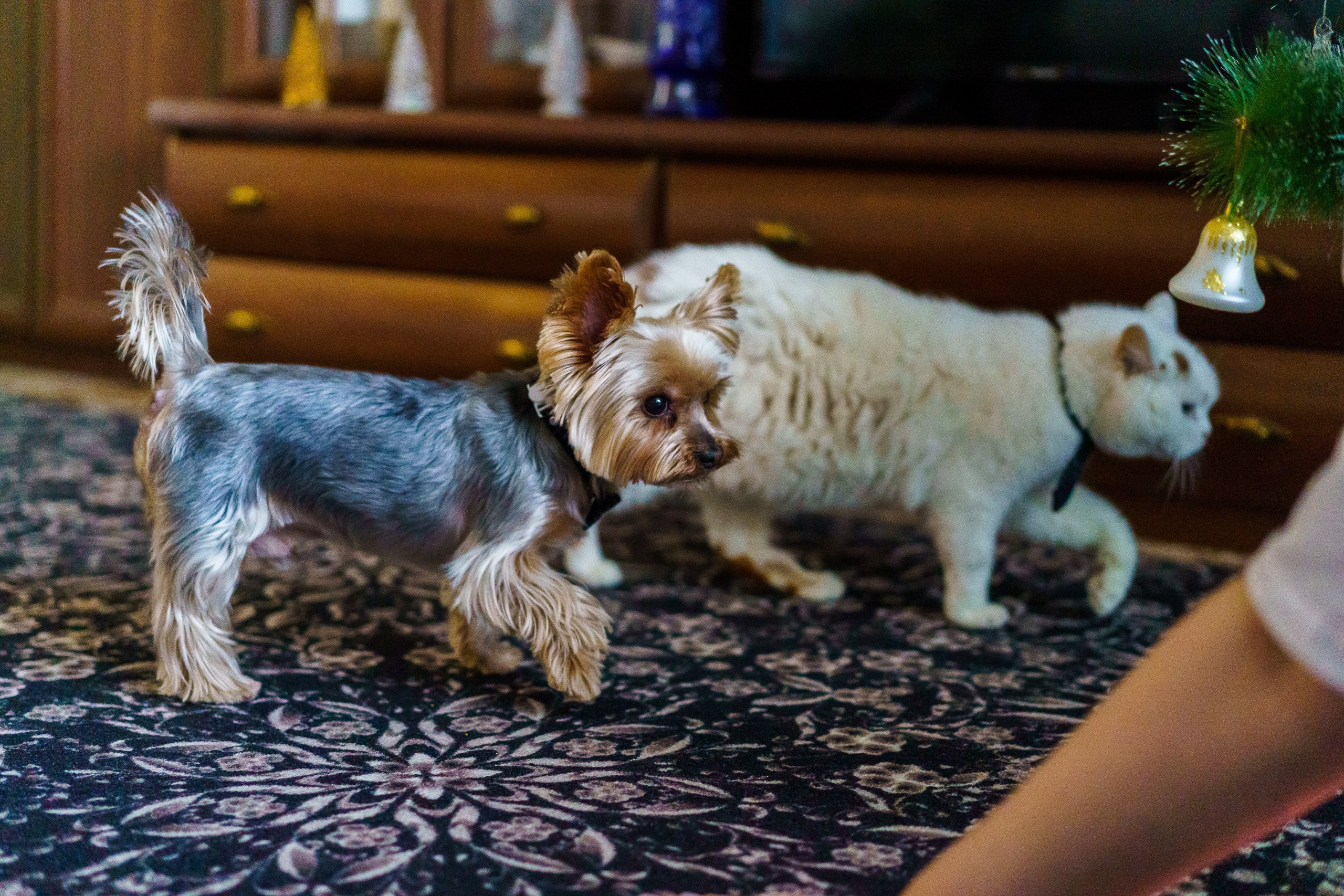 Праздник к нам пришёл!. Фотограф Челябинск · Ольга Серебрякова