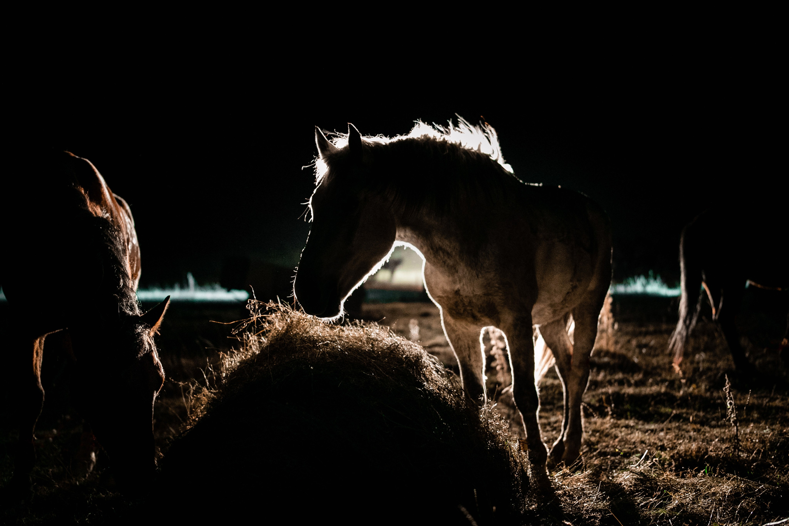 Фототуры в Карачаево-Черкессии 2019-2020. Фотограф-анималист Ксендзова Кристина