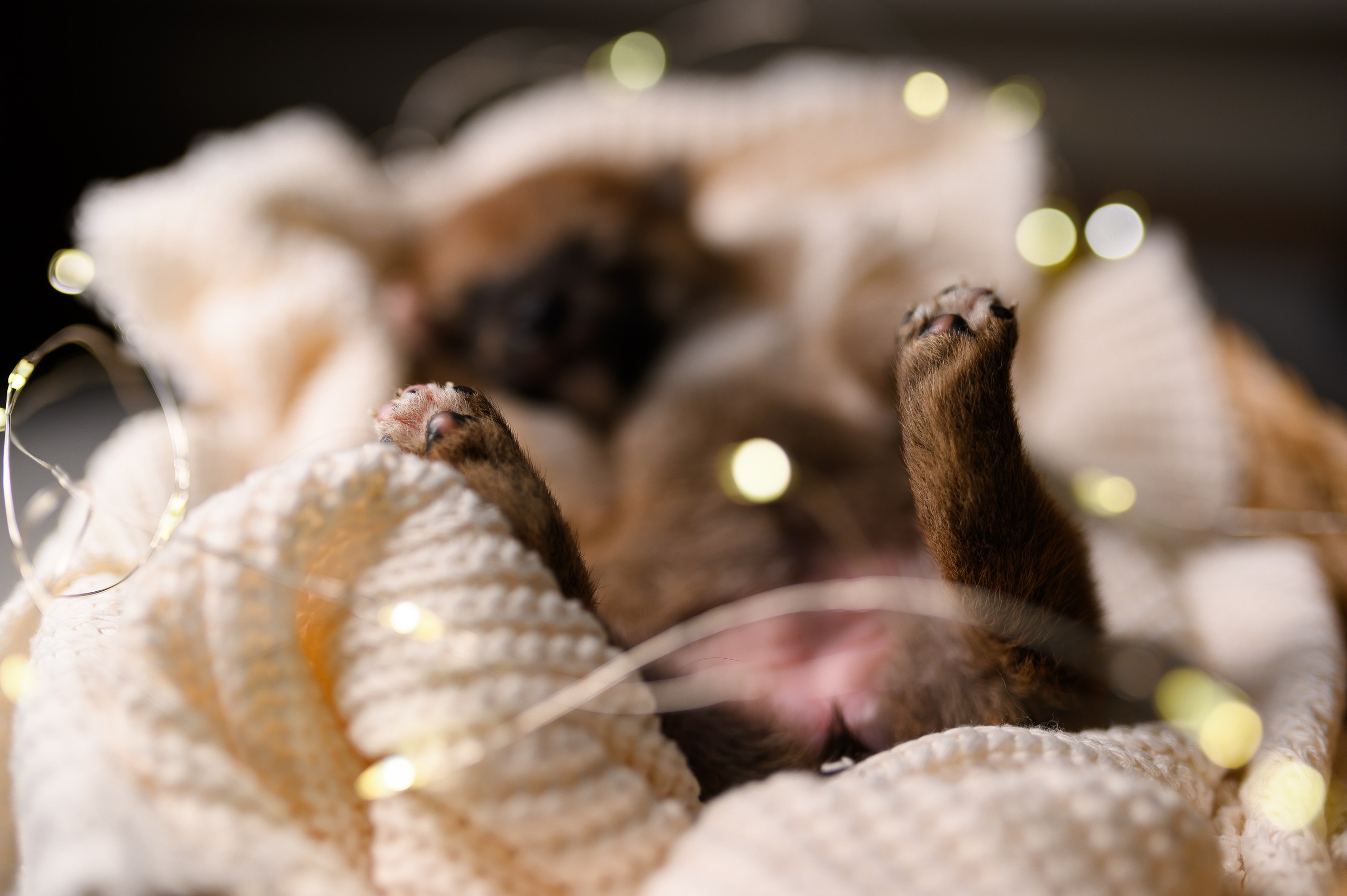 Мамесиба. Фотограф анималист в Москве Ольга Агушева