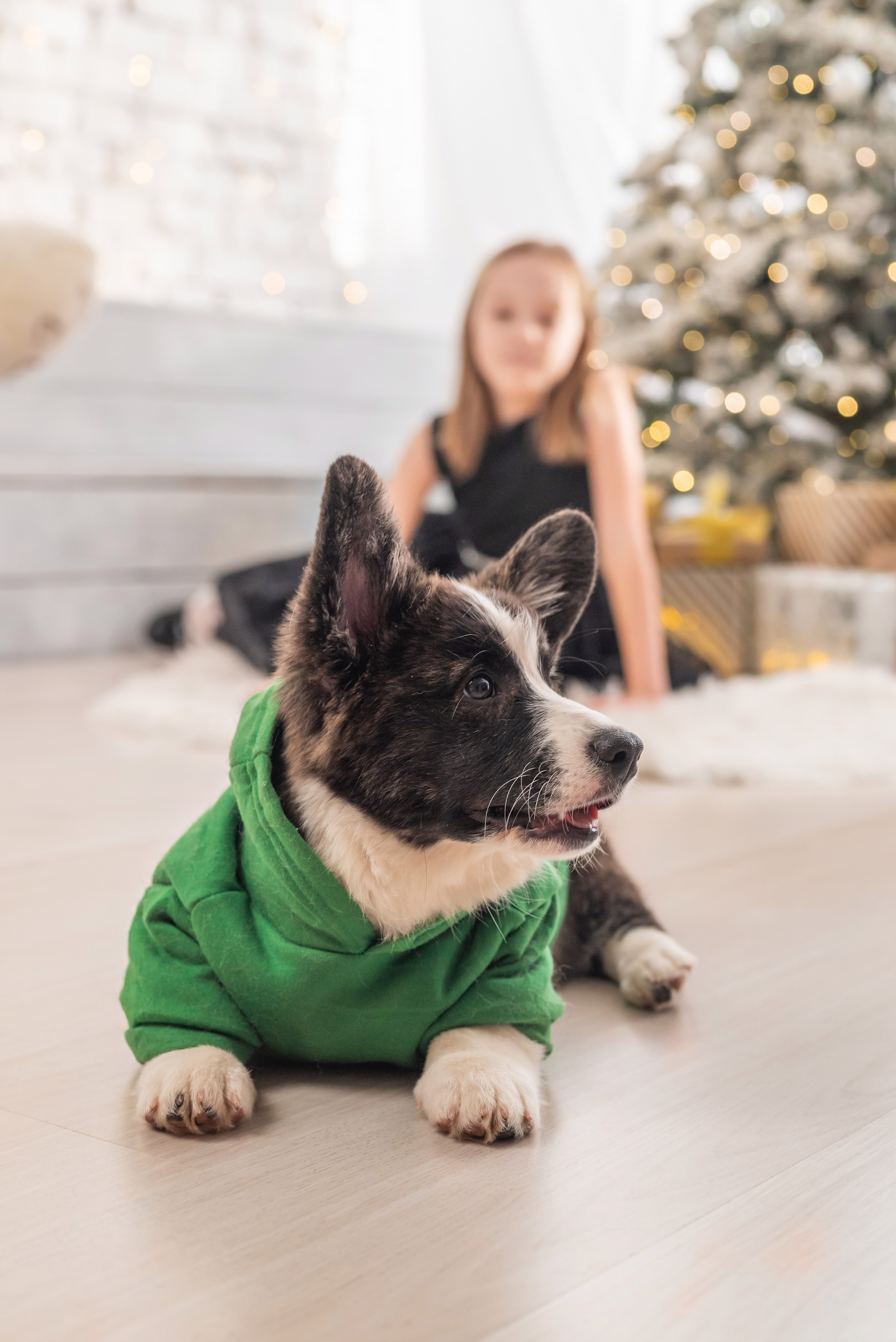 Фотопроект с корги. Фотограф в городе Салават