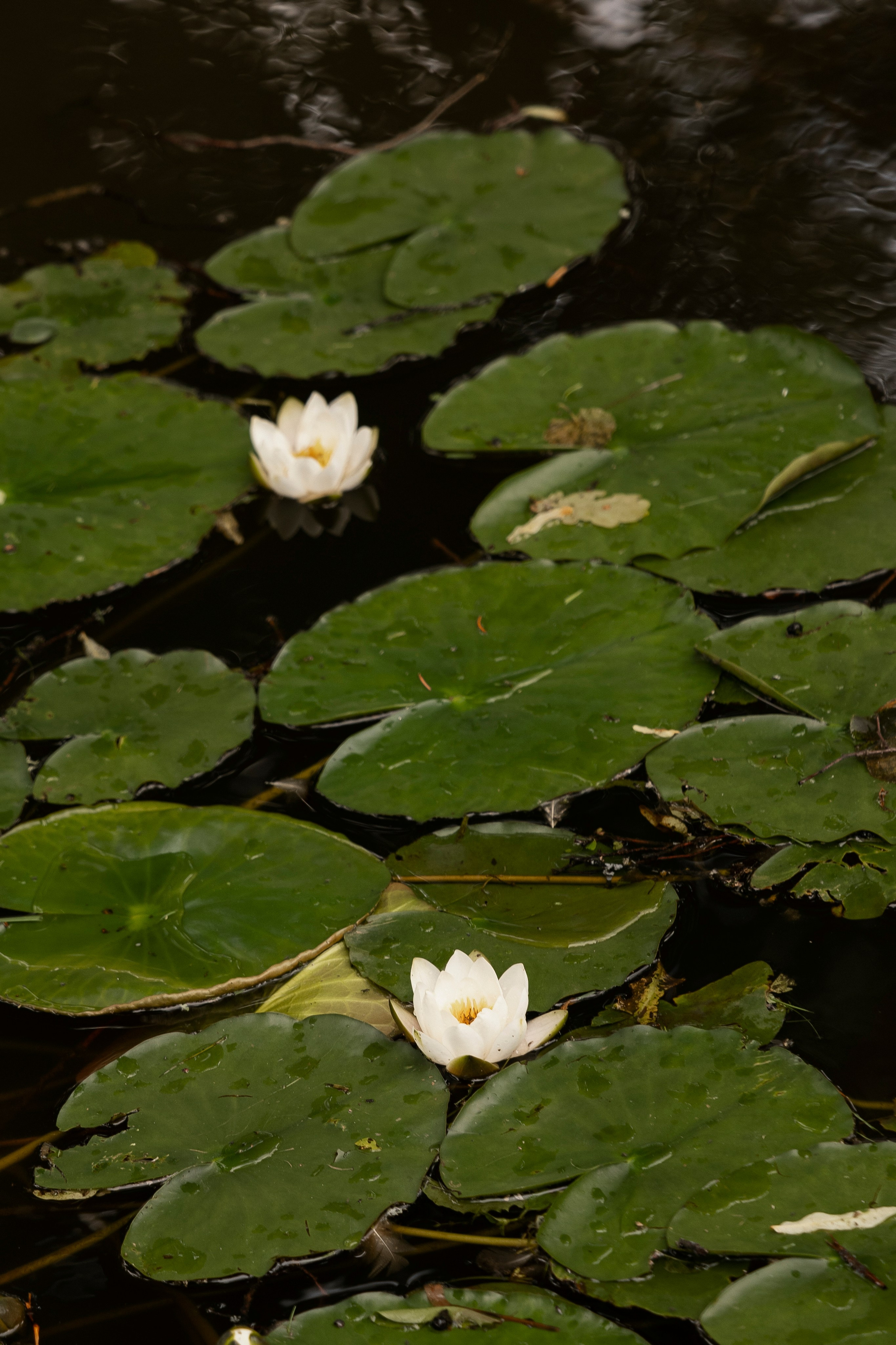 Илья и Диана. Свадебный и портретный фотограф