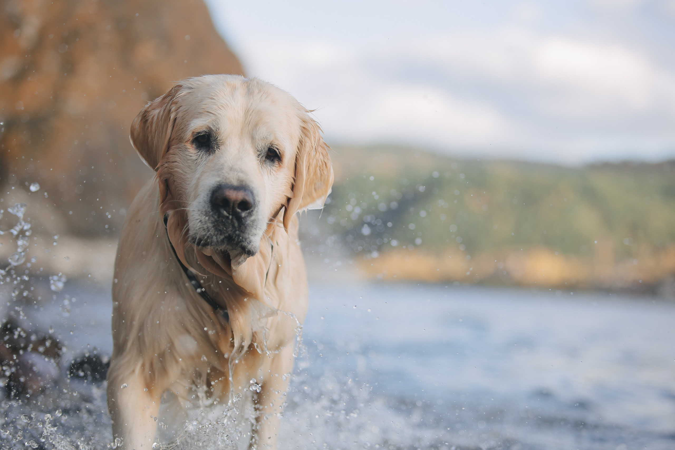Снежик и Веста. Свадебный и женский фотограф