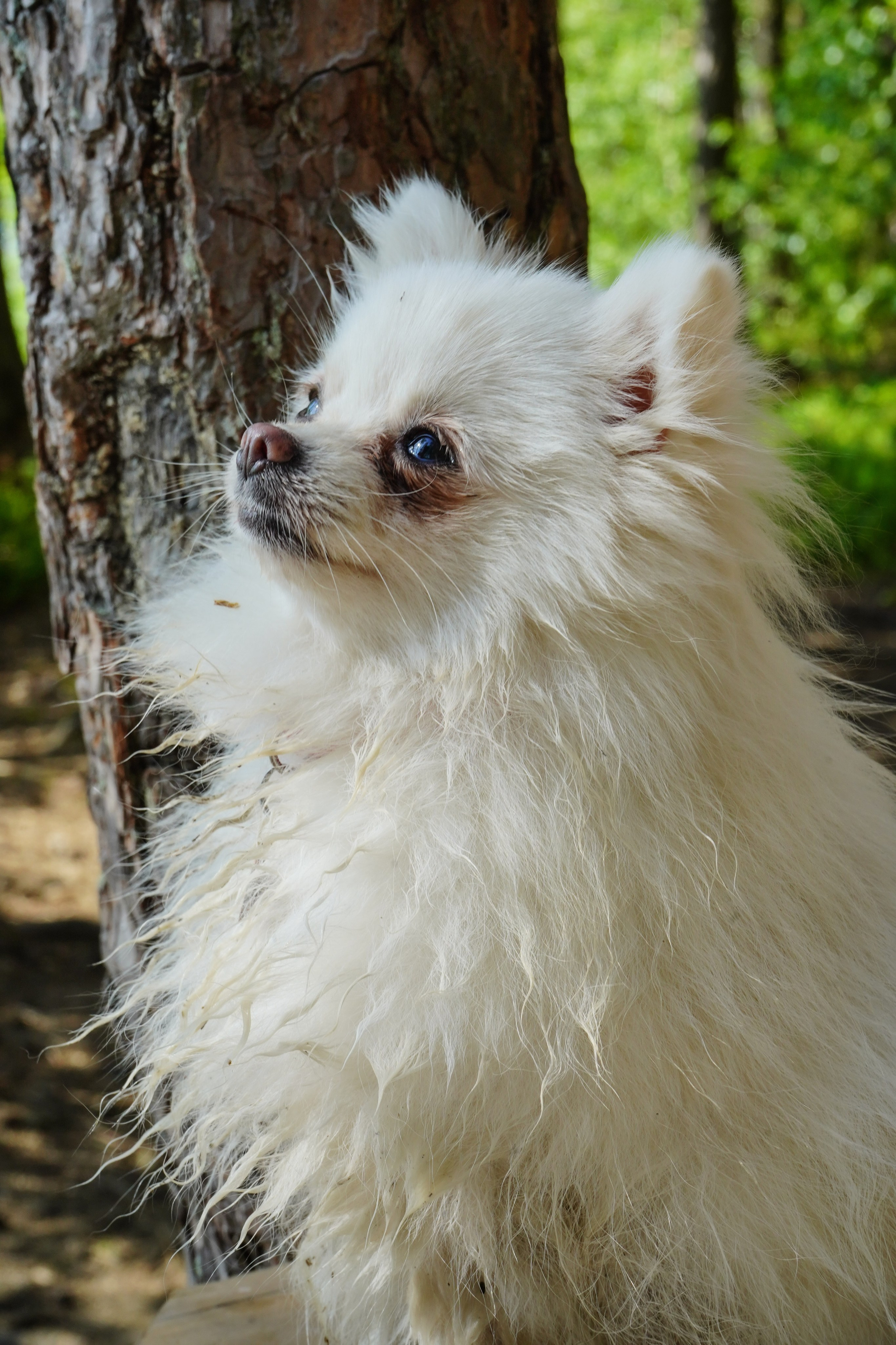 Фотосессии Пушистиков. Фотограф в Санкт-Петербурге Виктория Барышникова