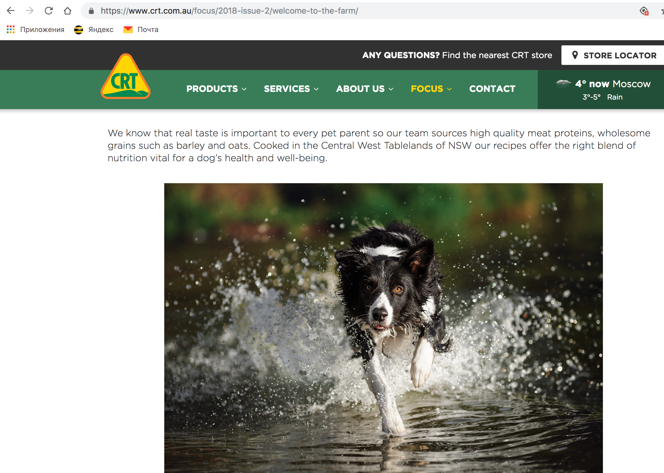 О фотографе TitAnya. Фотограф собак, фотограф-анималист Аня Титова (Titanya). Москва