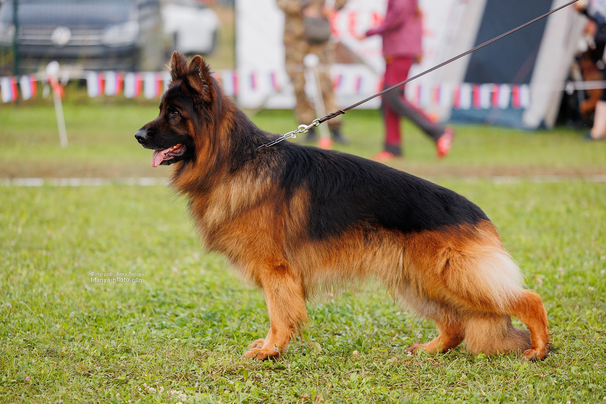 Немецкие овчарки: фото из рингов и вне ринга, мутпроба (фотографии с выставок). Фотограф собак, фотограф-анималист Аня Титова (Titanya). Москва