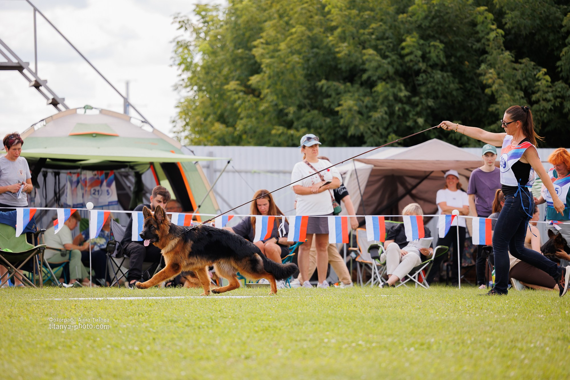 Немецкие овчарки: фото из рингов и вне ринга, мутпроба (фотографии с выставок). Фотограф собак, фотограф-анималист Аня Титова (Titanya). Москва