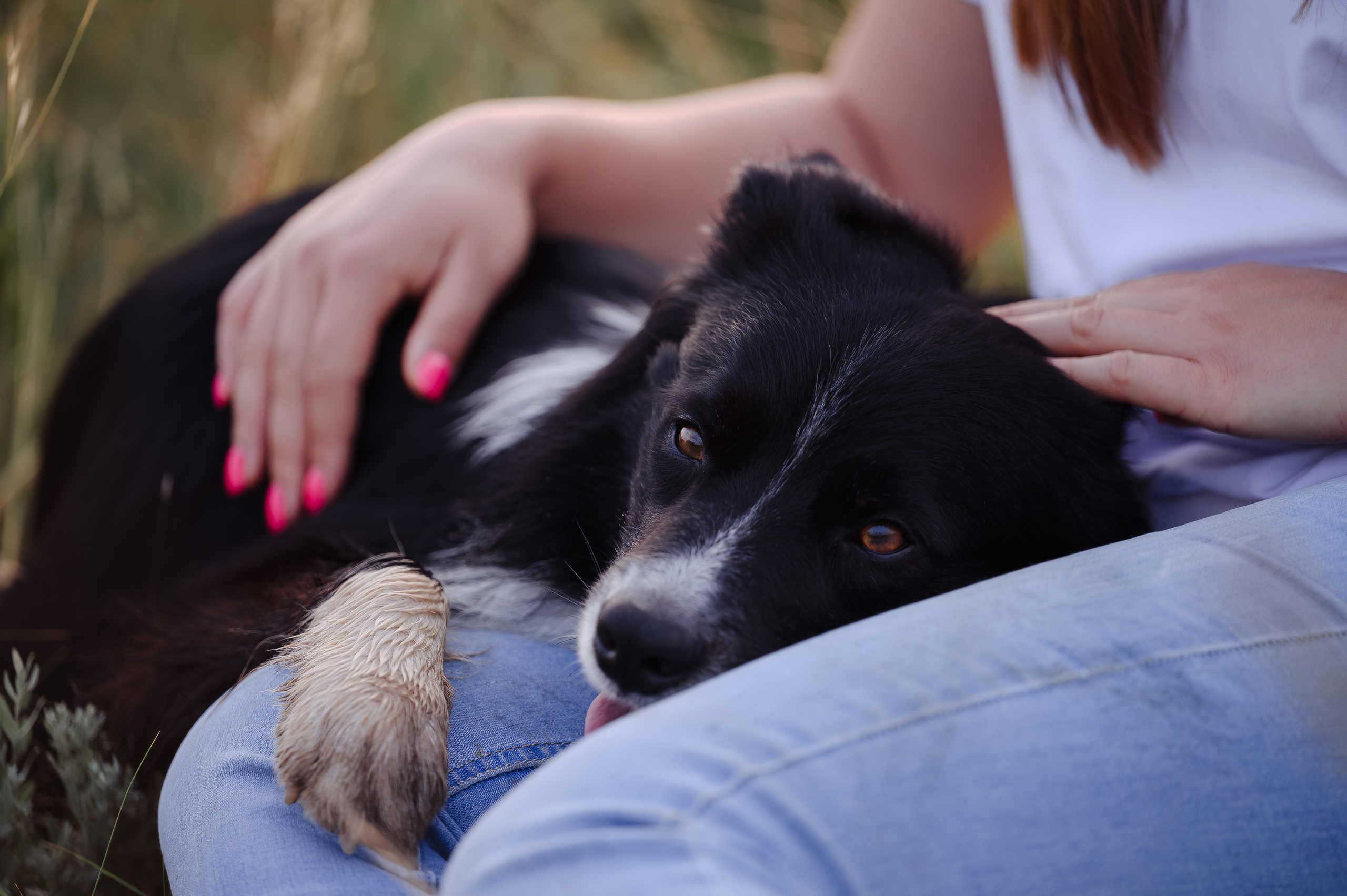 Прогулка на рассвете с бордер-колли. Фотограф в Ростове —на — Дону