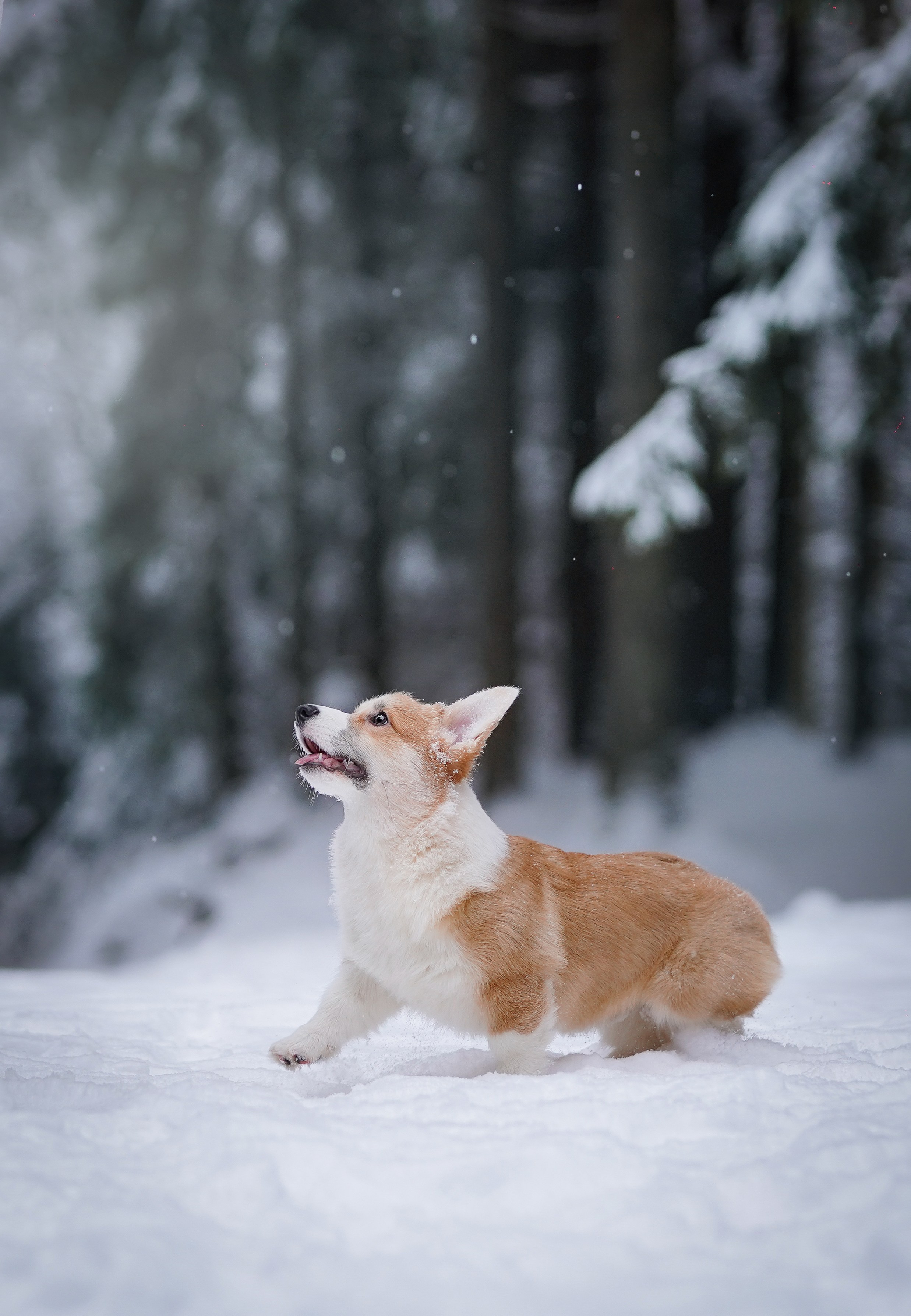 Катя Рокки и Честер. Фотограф-анималист в Санкт-Петербурге Яна Мартынова