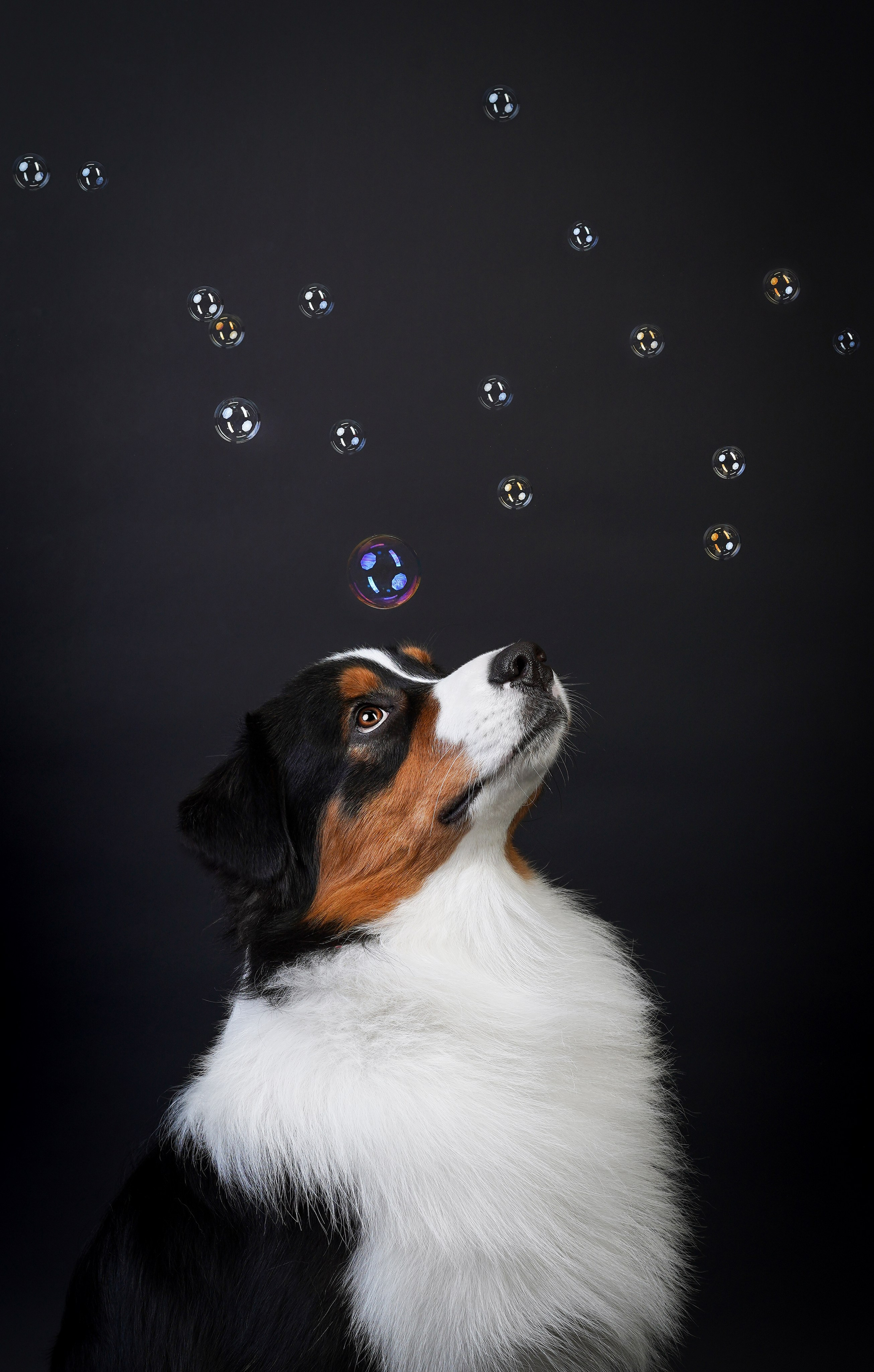 Аусси Бэст. Фотограф-анималист в Санкт-Петербурге Яна Мартынова