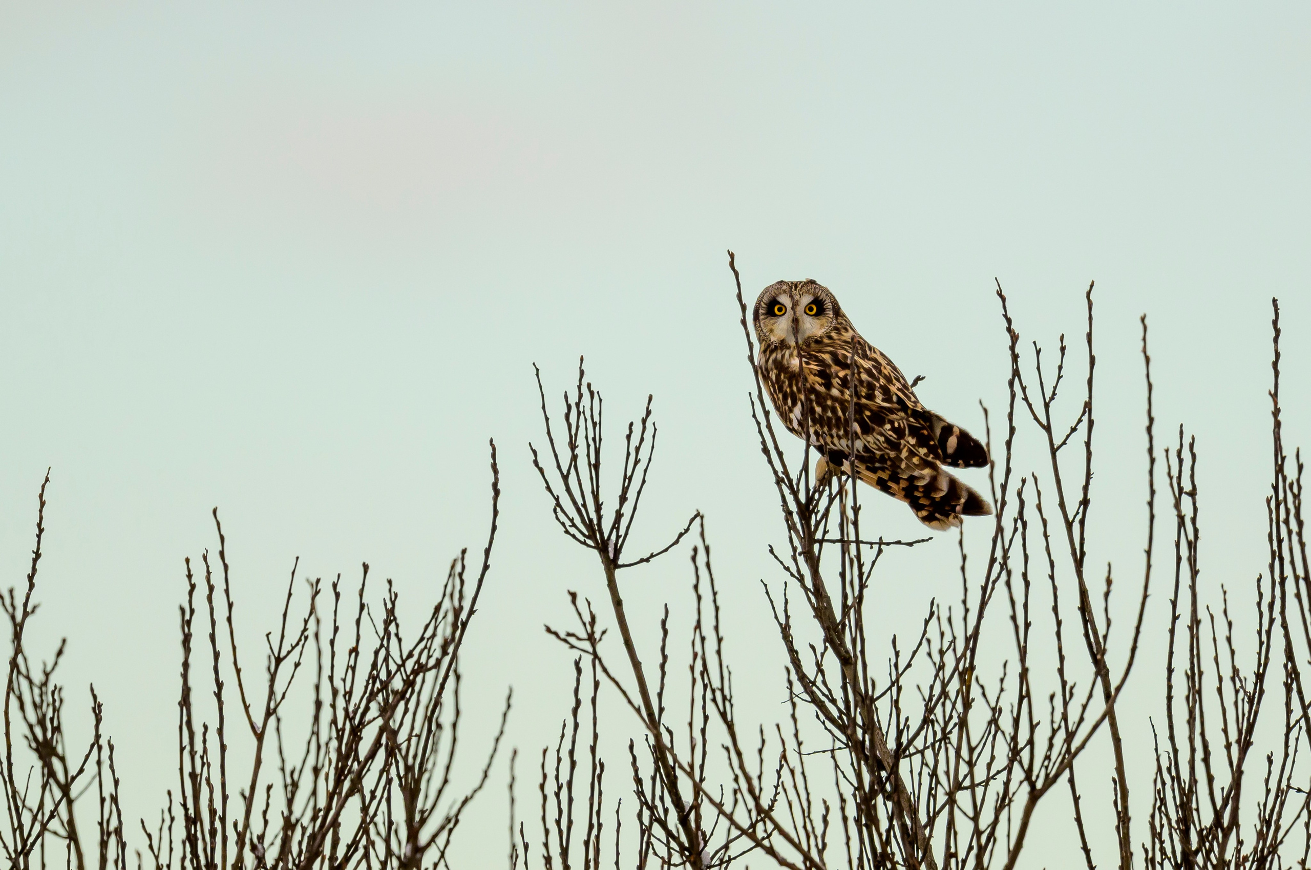 Сова и зимняк. Owl and Rough-legged Buzzard. Фотограф Сергей Пупонин