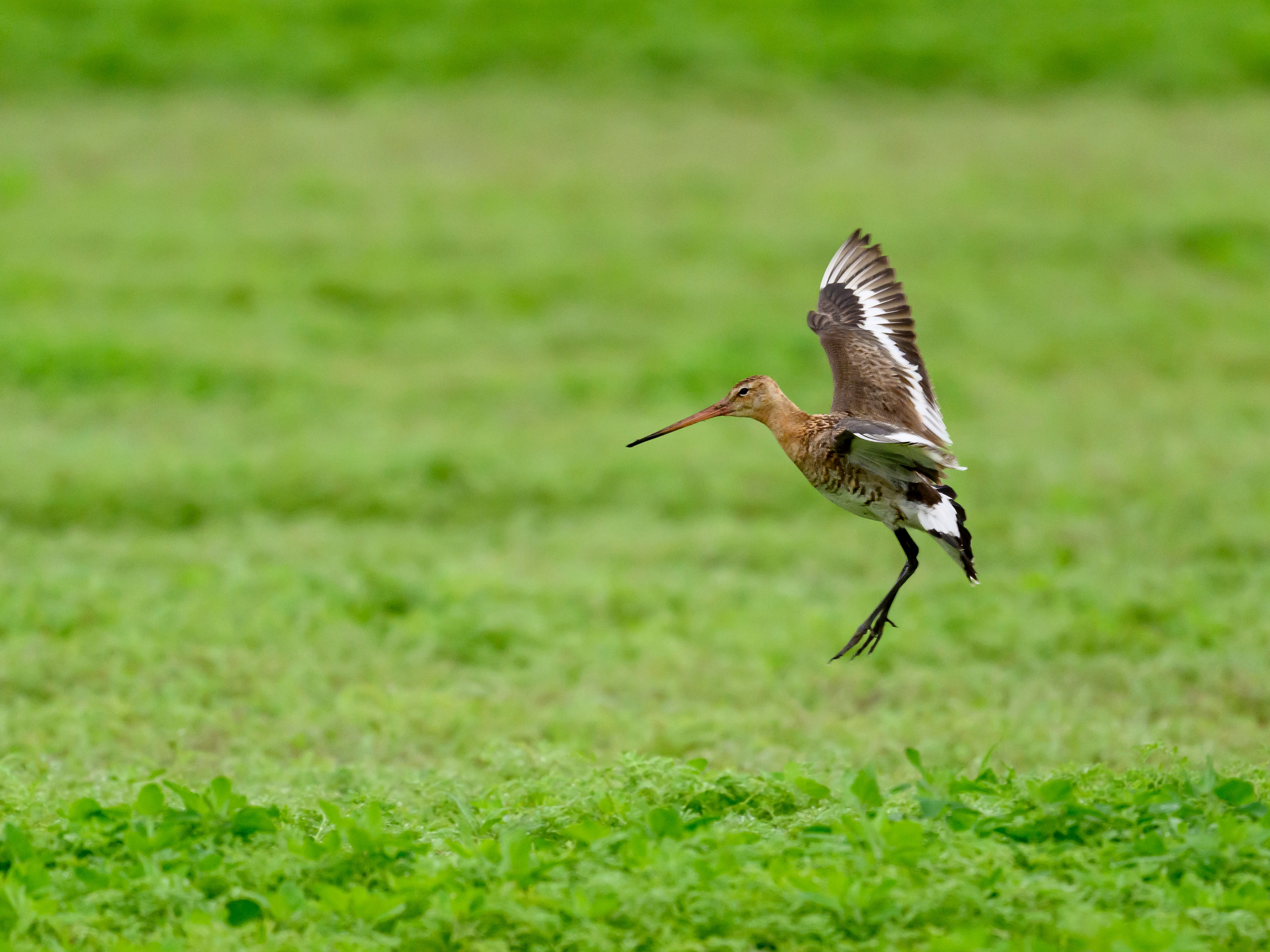 Веретенник. Фотограф Сергей Пупонин