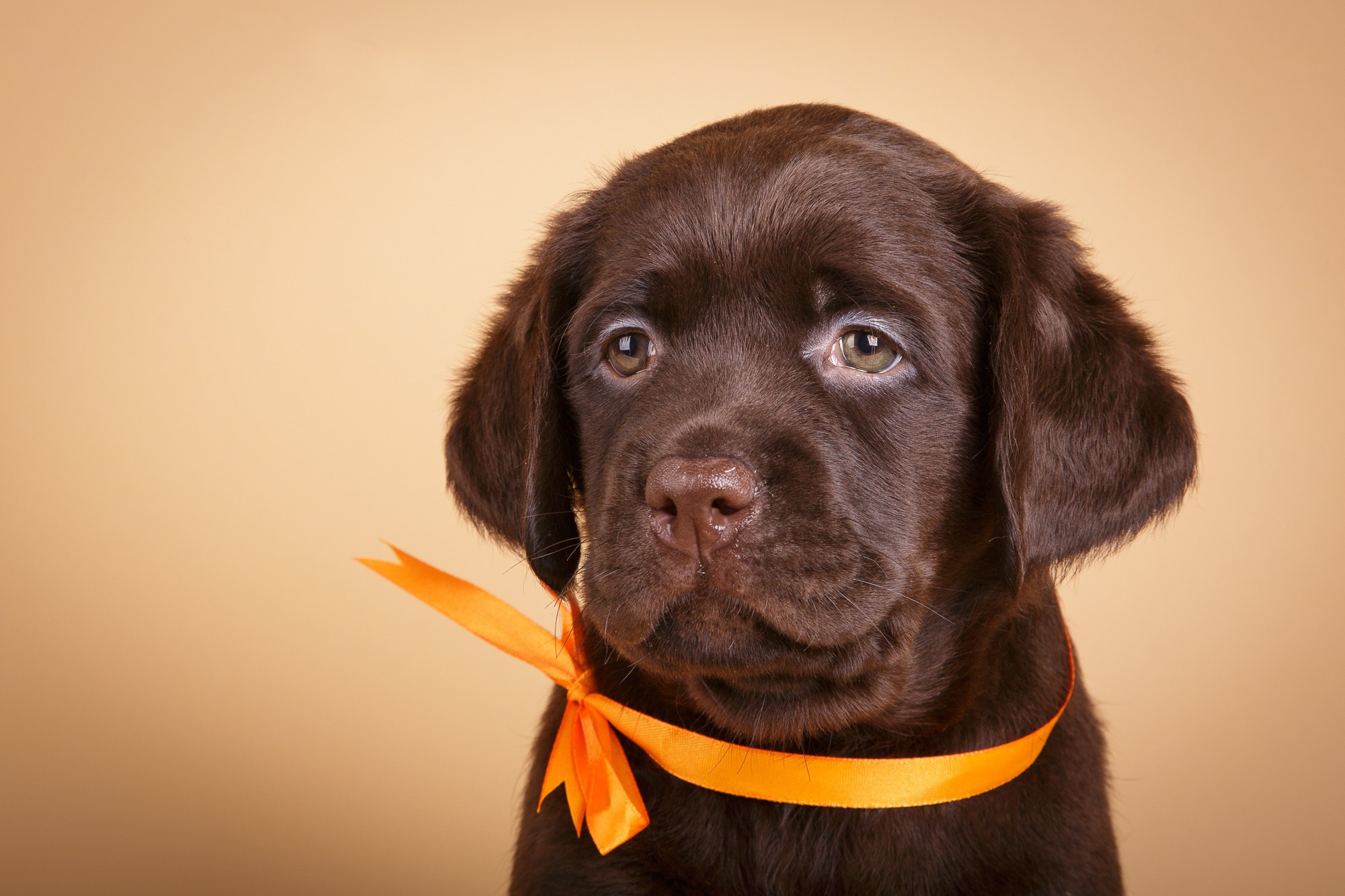 Фотосъёмки щенков. Фотограф-анималист Natalia Deingel | Фотосъемка собак в Москве
