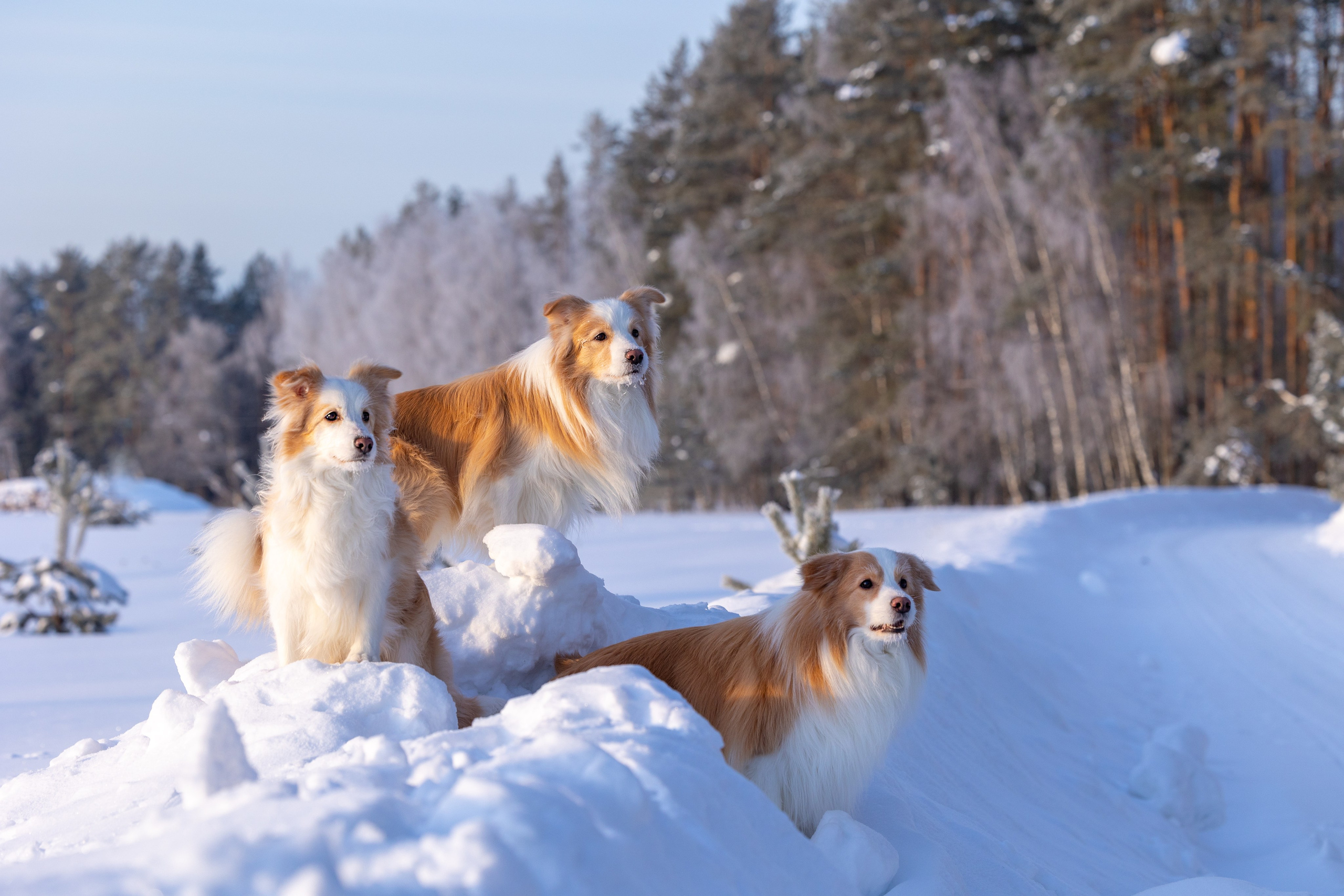 Бордер колли Прайм, Вэй и Лёля. Фотограф-анималист Natalia Deingel | Фотосъемка собак в Москве