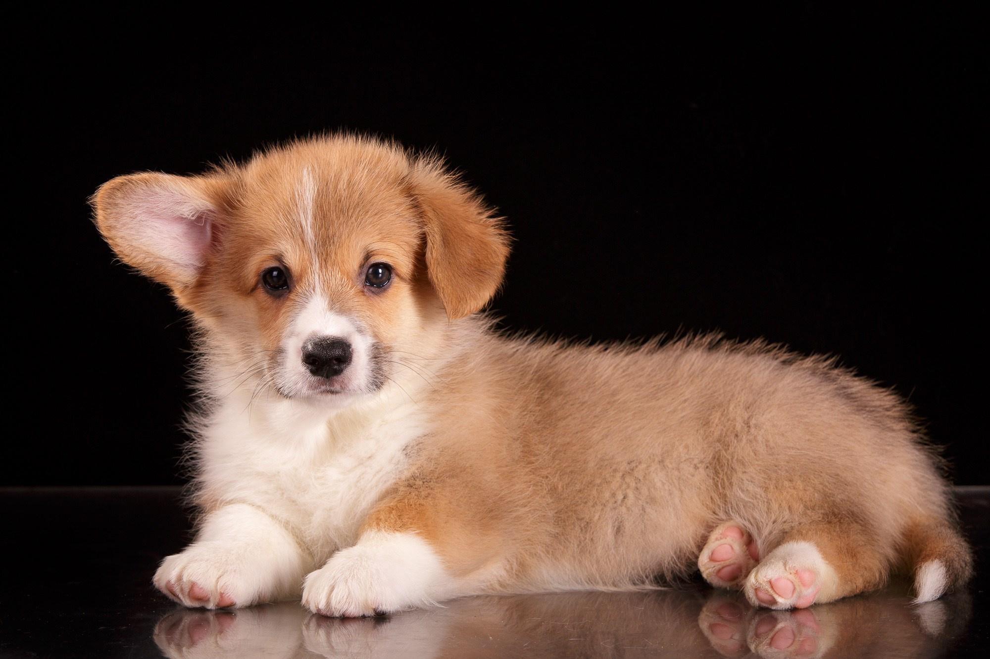 Фотосъёмки щенков. Фотограф-анималист Natalia Deingel | Фотосъемка собак в Москве